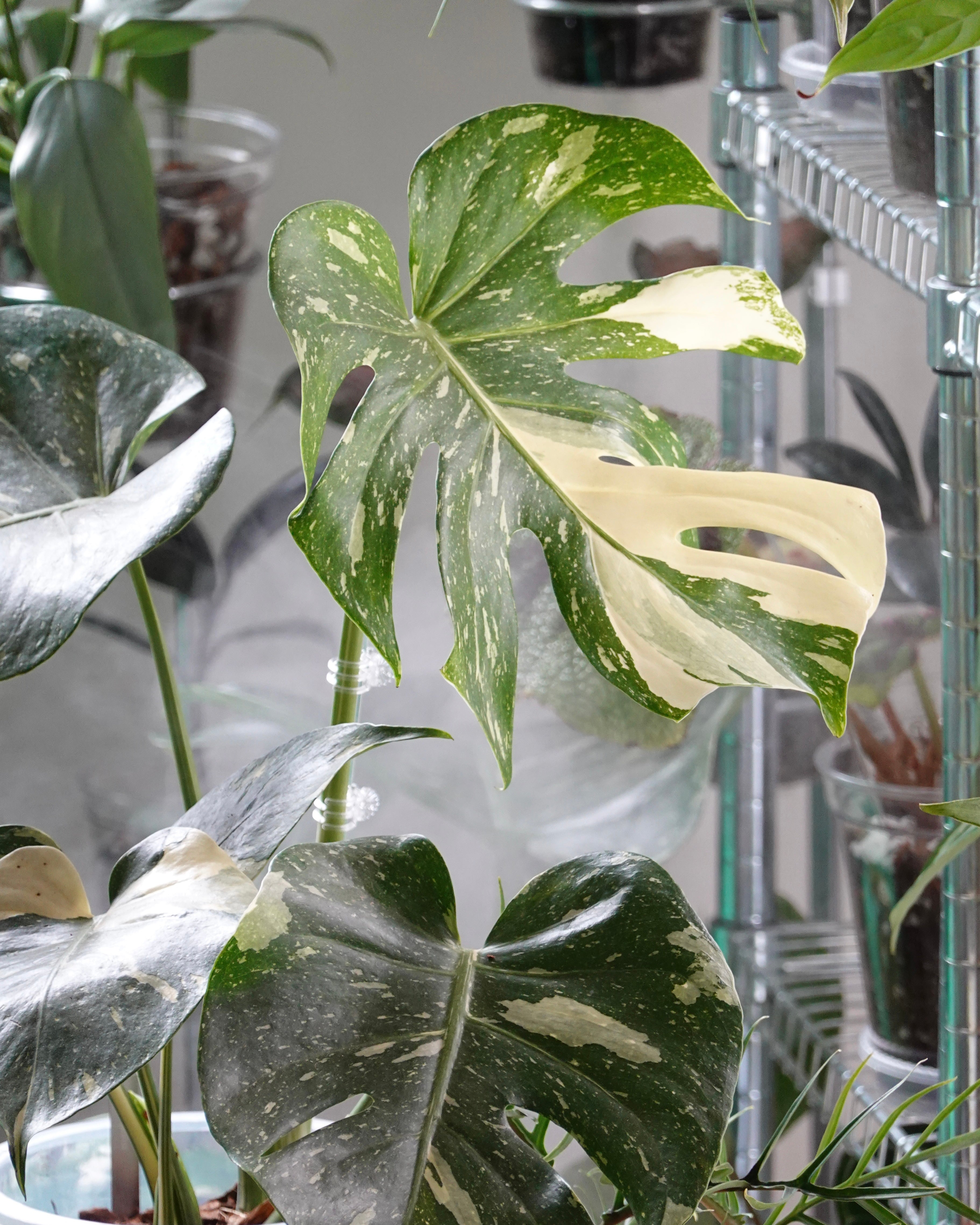 【觀葉植物推薦】龜背竹品種全指南：從經典到「灑金」的室內養護秘訣