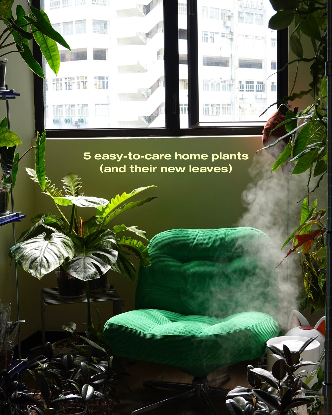 easy to care tropical plants HK