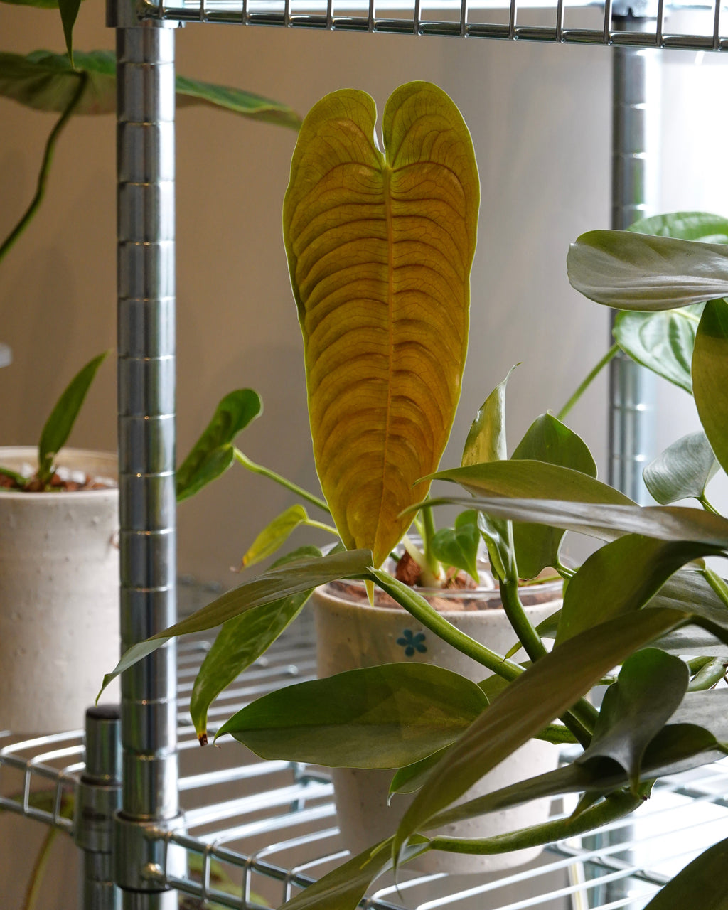 國王花燭 Anthurium Veitchii