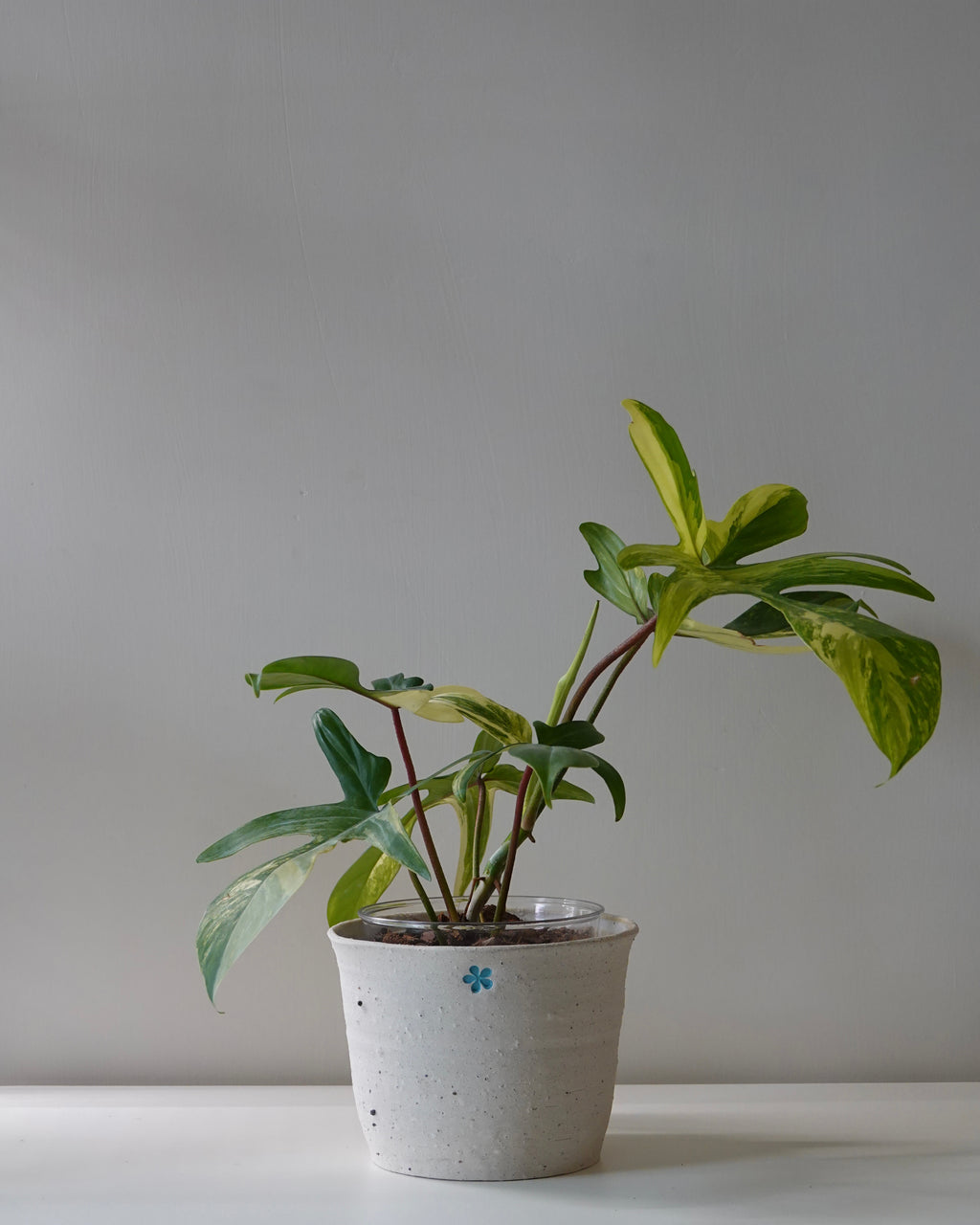 A full body image of Philodendron Florida Beauty in Hong Kong plant shop
