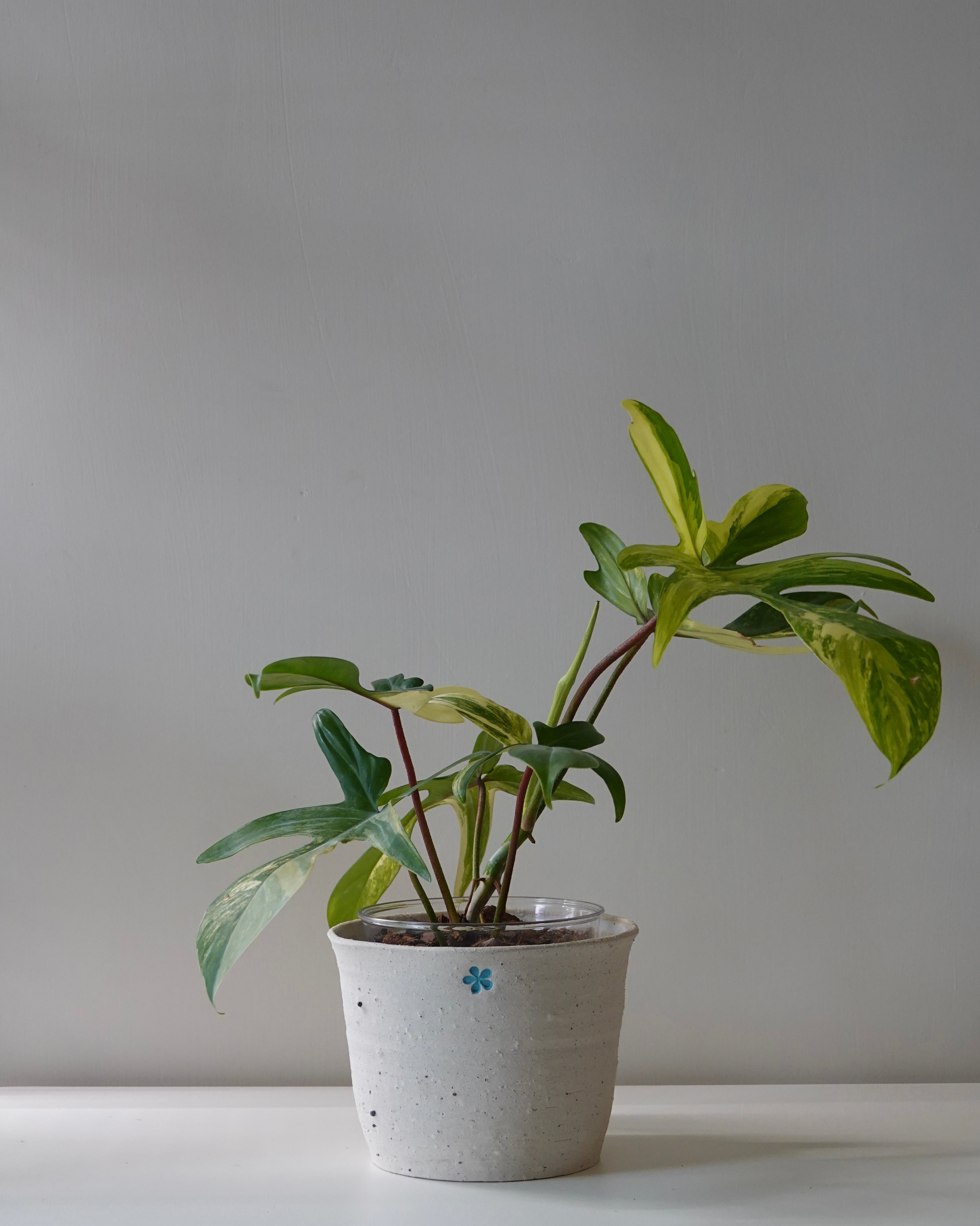 A full body image of Philodendron Florida Beauty in Hong Kong plant shop