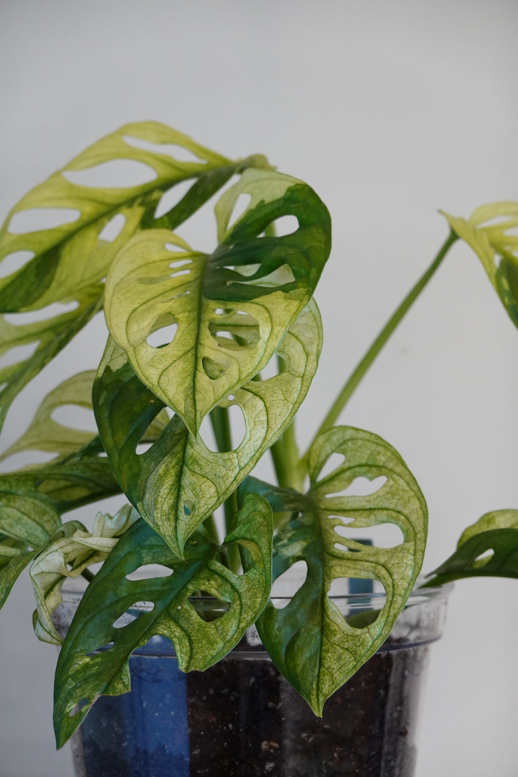 Monstera Adansonii Variegata with white and green leaves