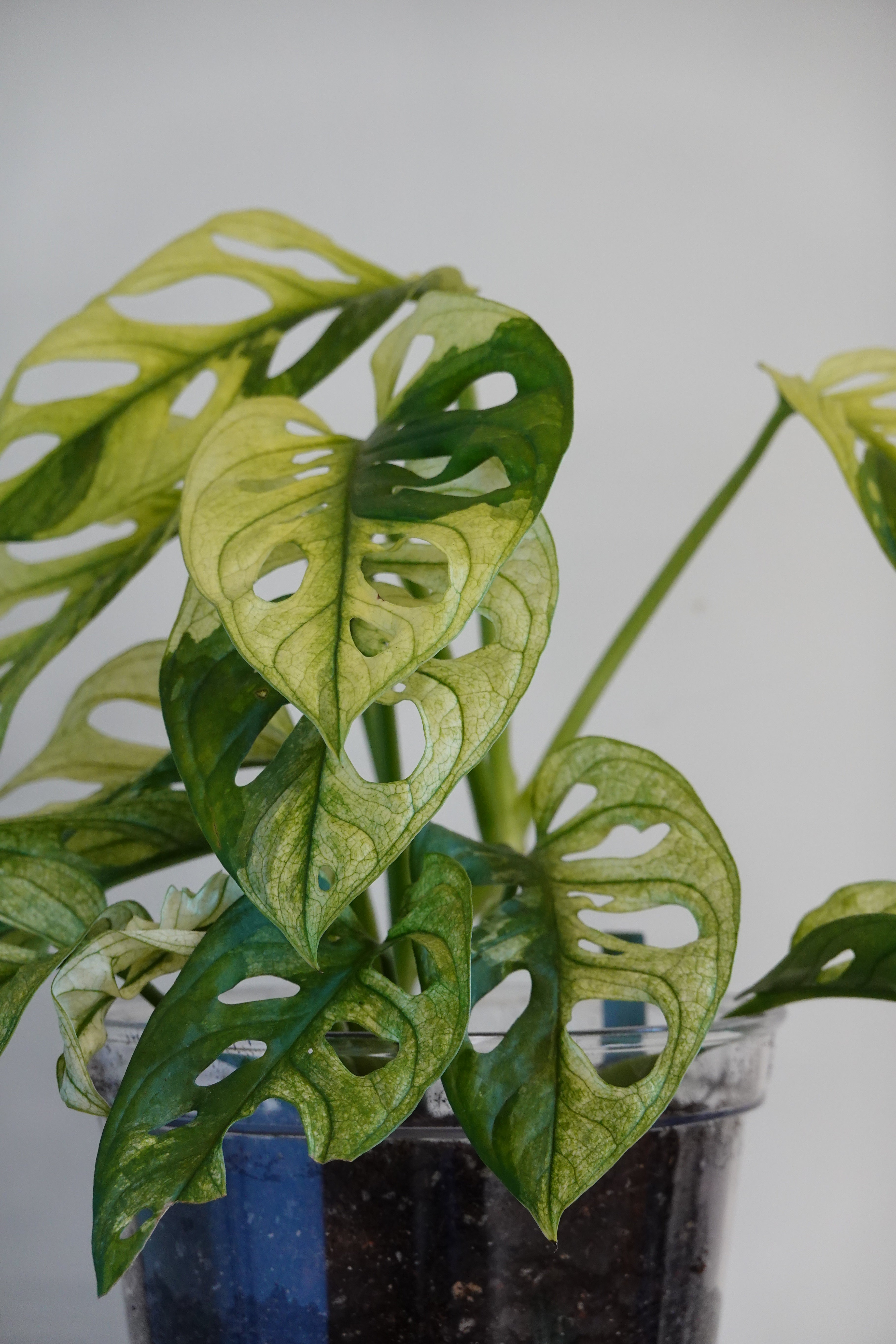 斑葉仙洞龜背竹 Monstera Adansonii albo Variegata