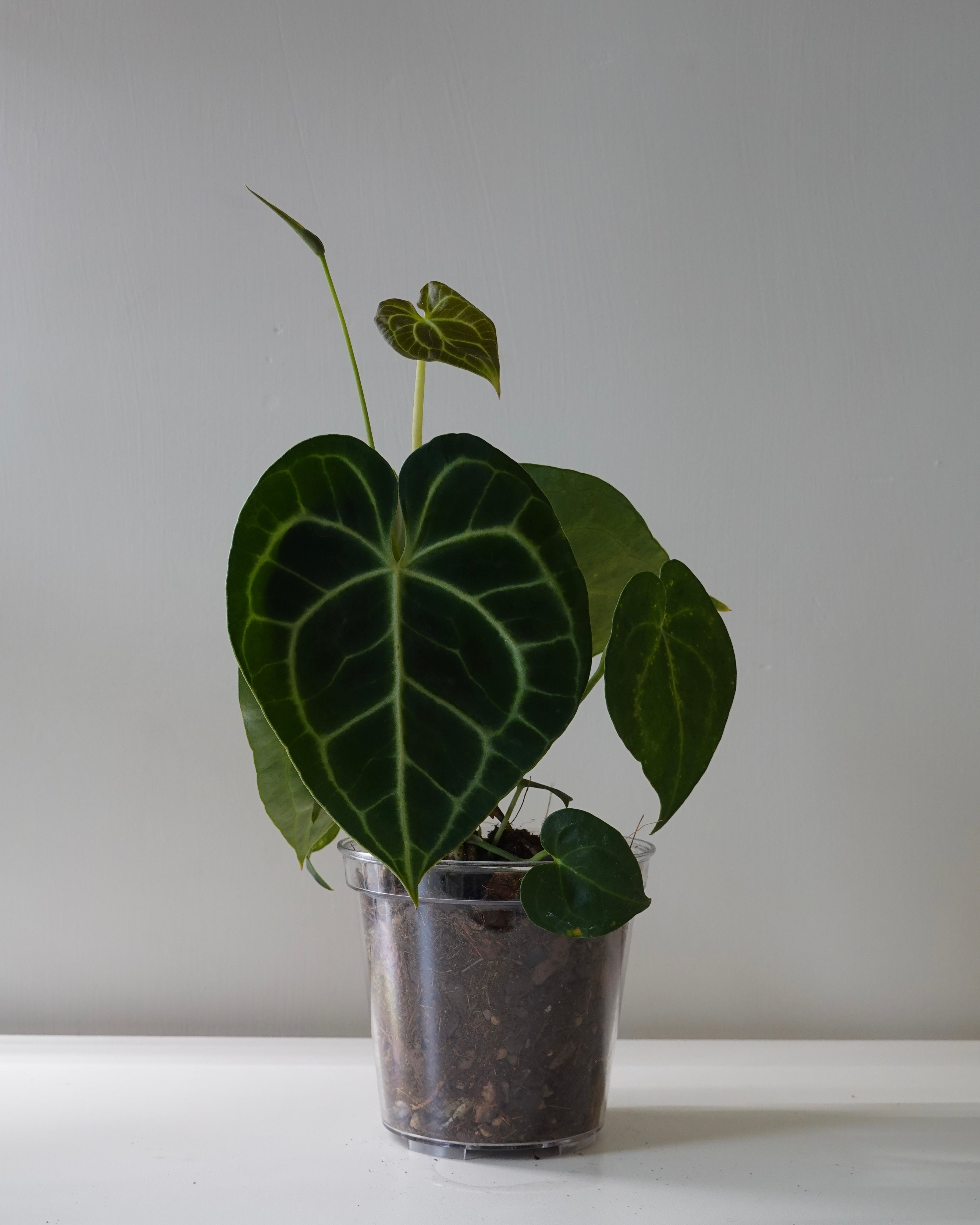 Anthurium in a transparent pot.