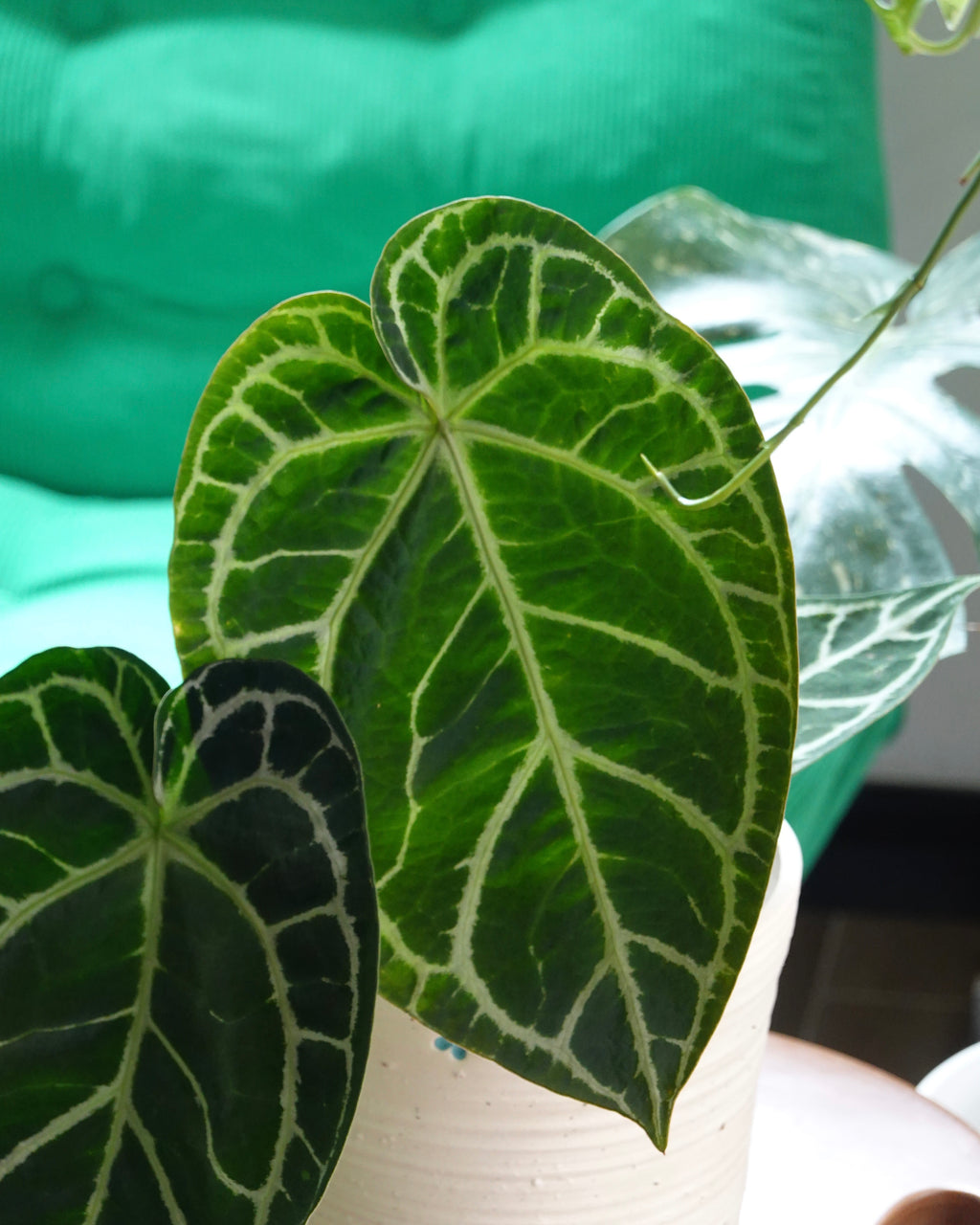 黑水晶花燭 Anthurium Crystallinum ‘Dark Form'