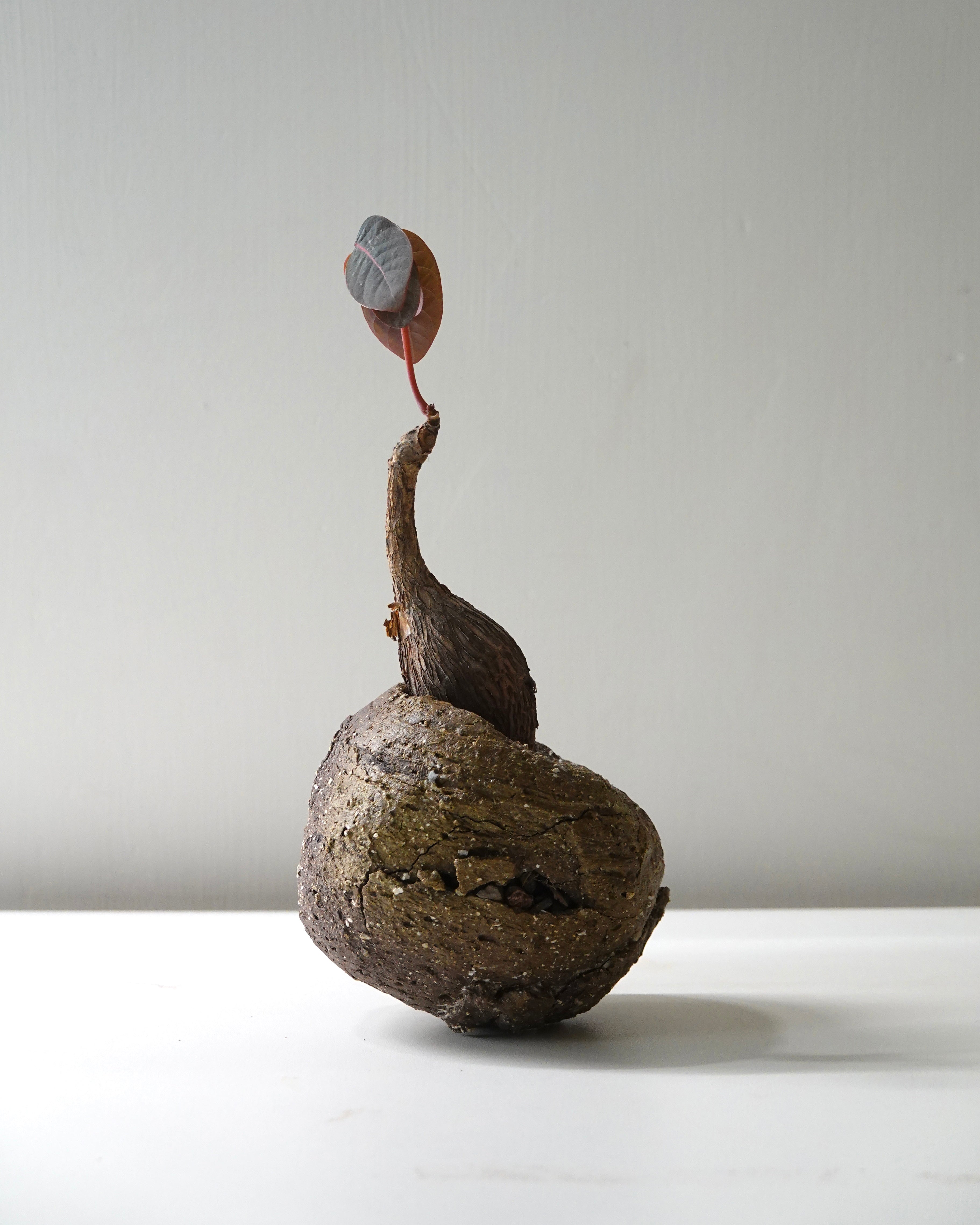 黑山陶泥 Black Mountain Clay