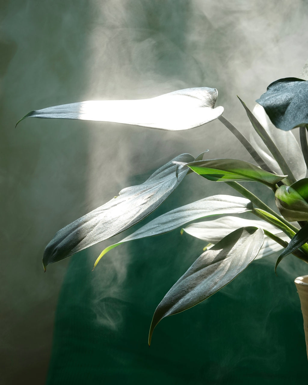 Philodendron Hastatum leaf detail showing metallic sheen