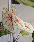 白女王彩葉芋 Caladium Bicolor White Queen
