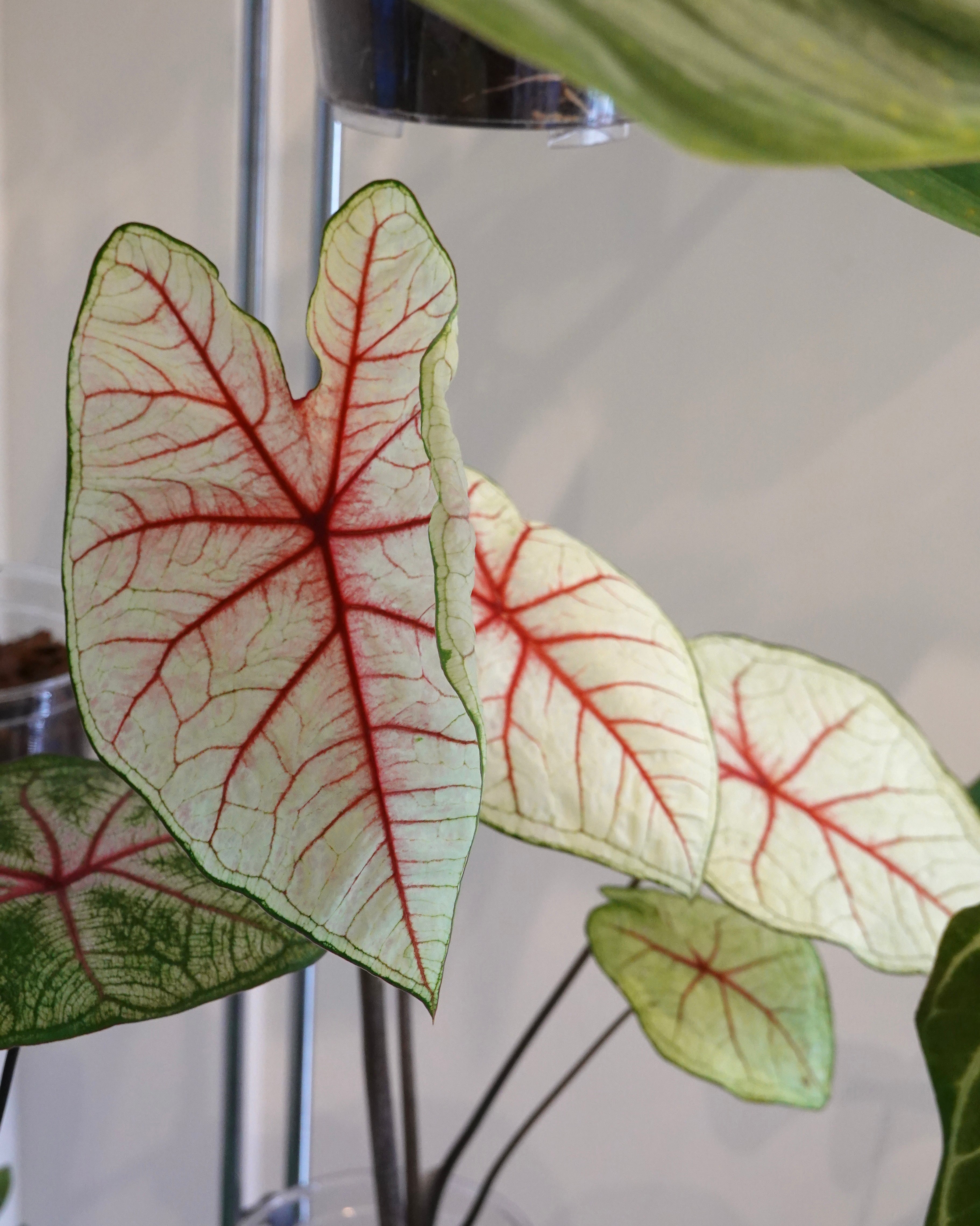 白女王彩葉芋 Caladium Bicolor White Queen