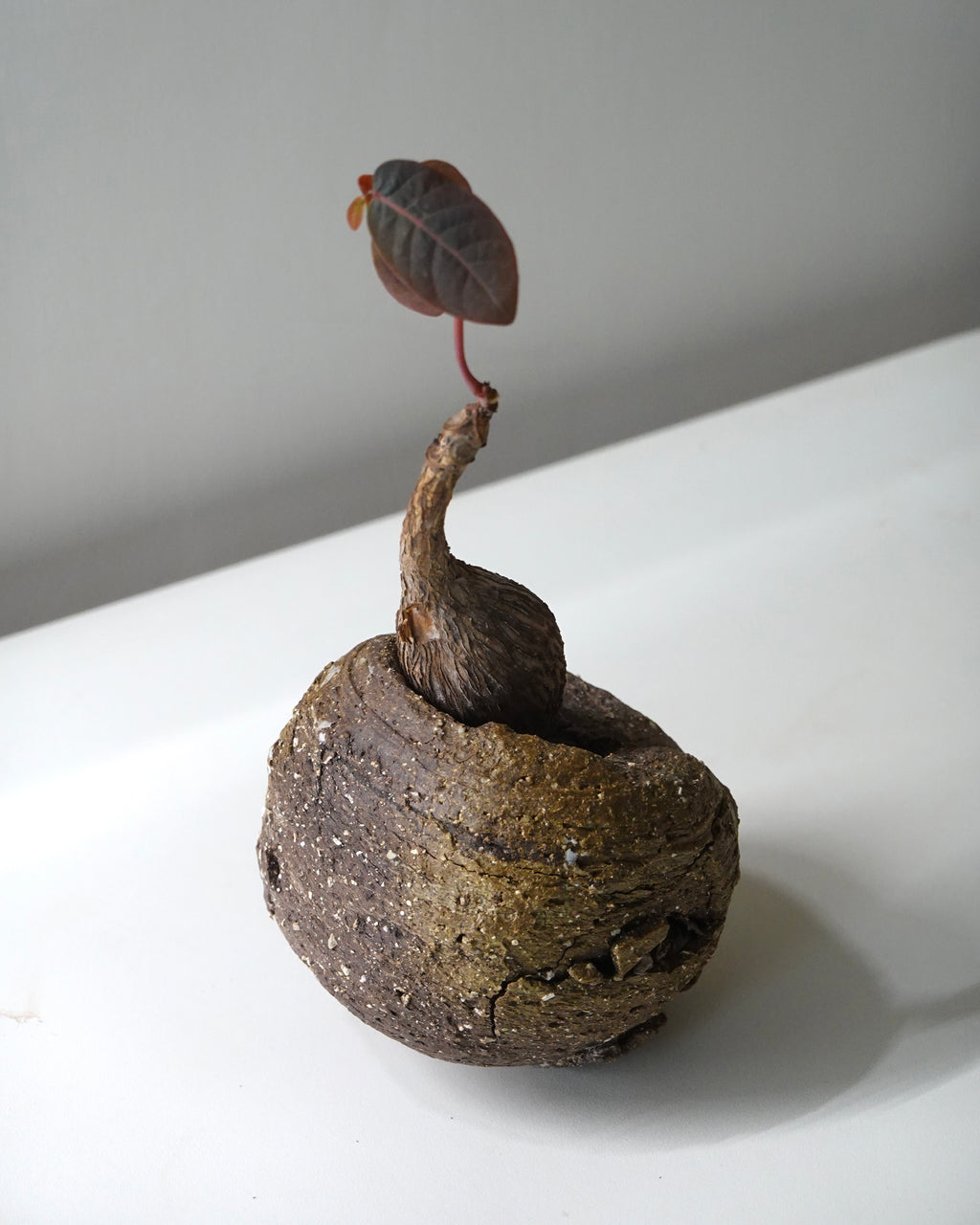 黑山陶泥 Black Mountain Clay