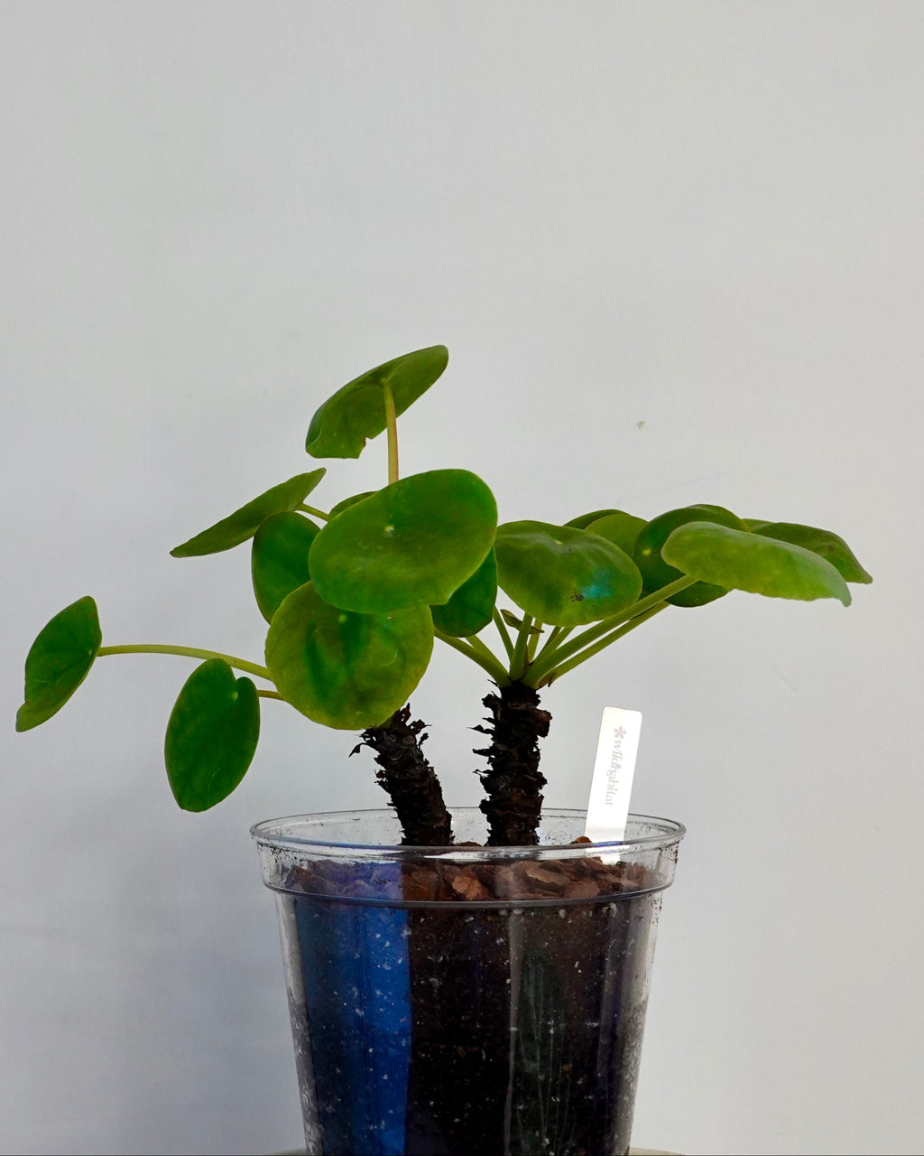 Pilea Peperomioides Chinese Money Plant with round leaves