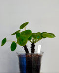 Pilea Peperomioides Chinese Money Plant with round leaves
