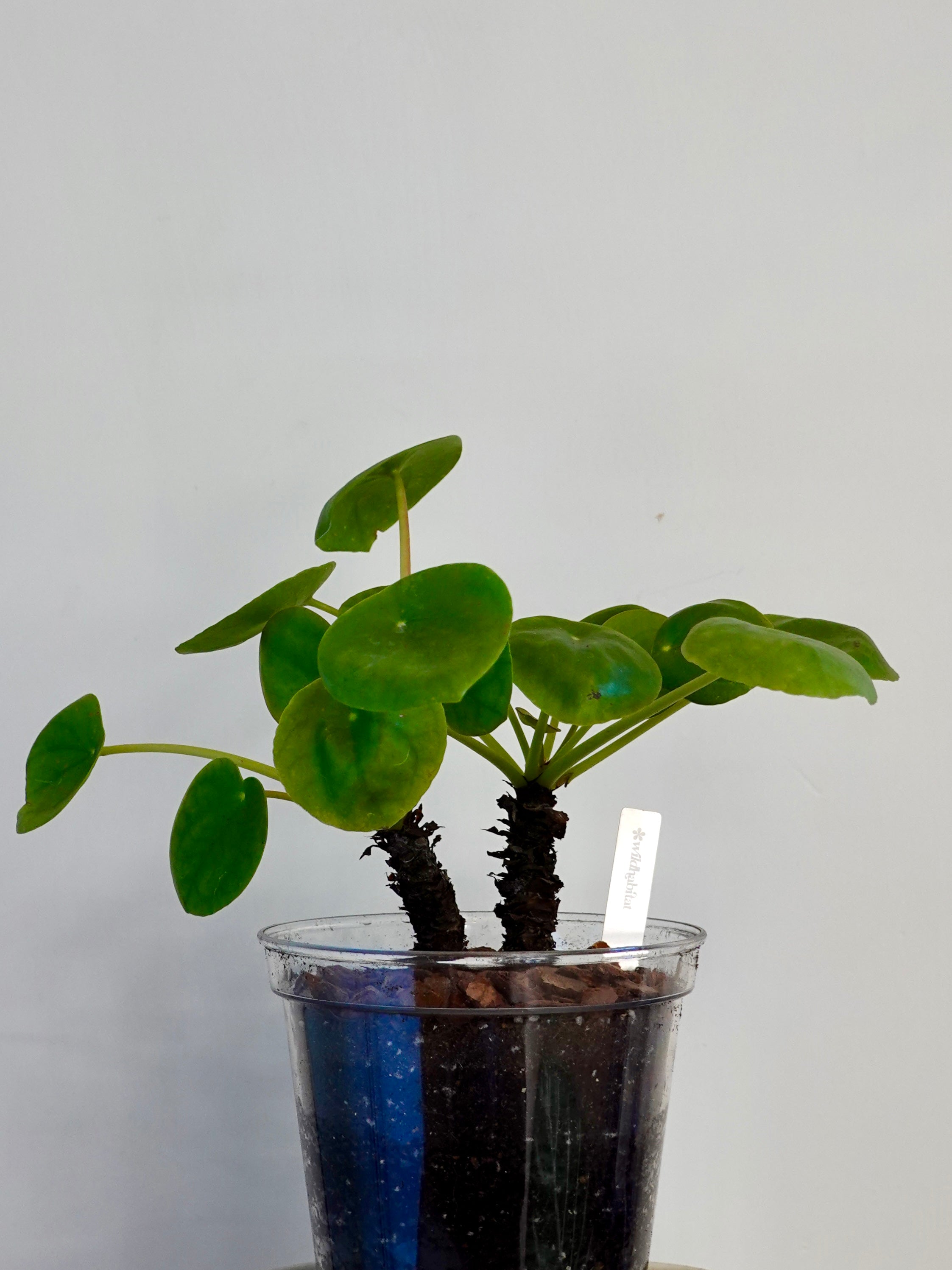 鏡面草 Pilea Peperomioides