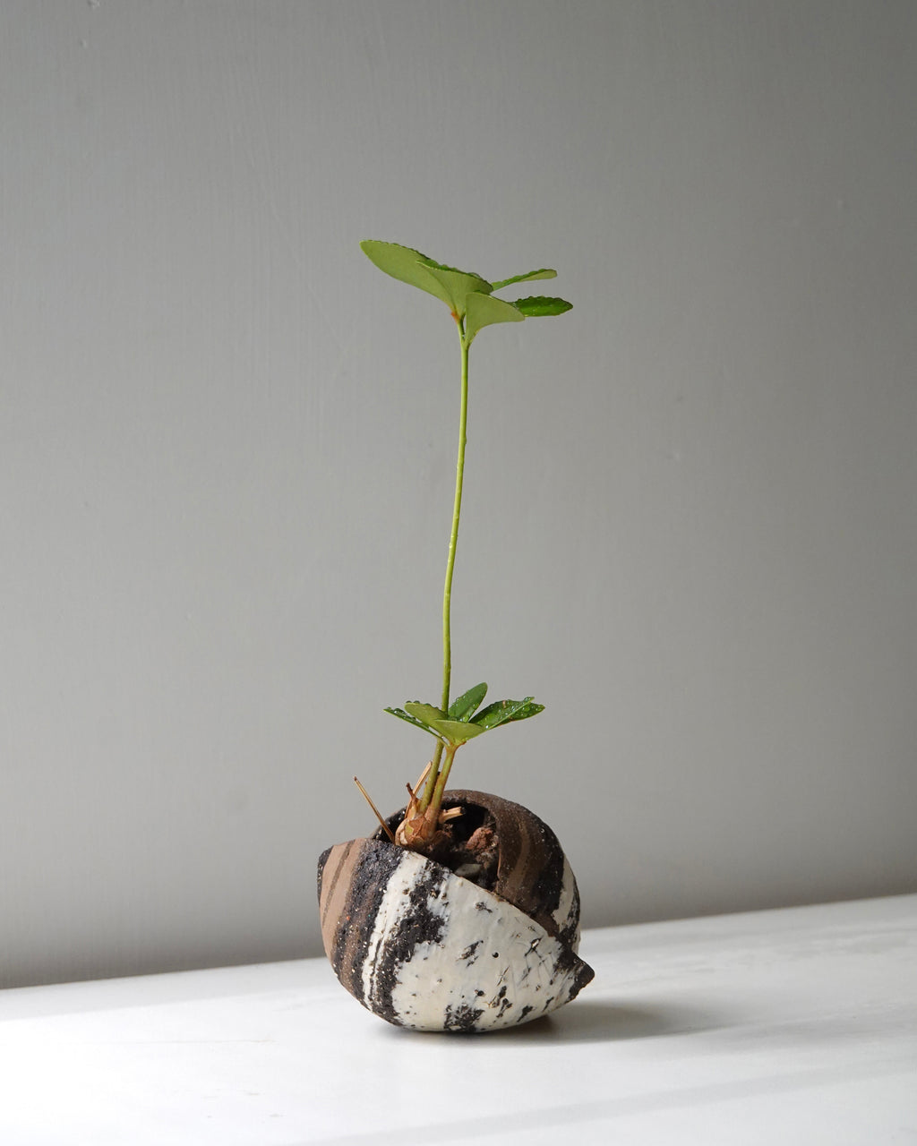 Tri-Clay Blend with Plant