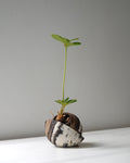 Tri-Clay Blend with Plant