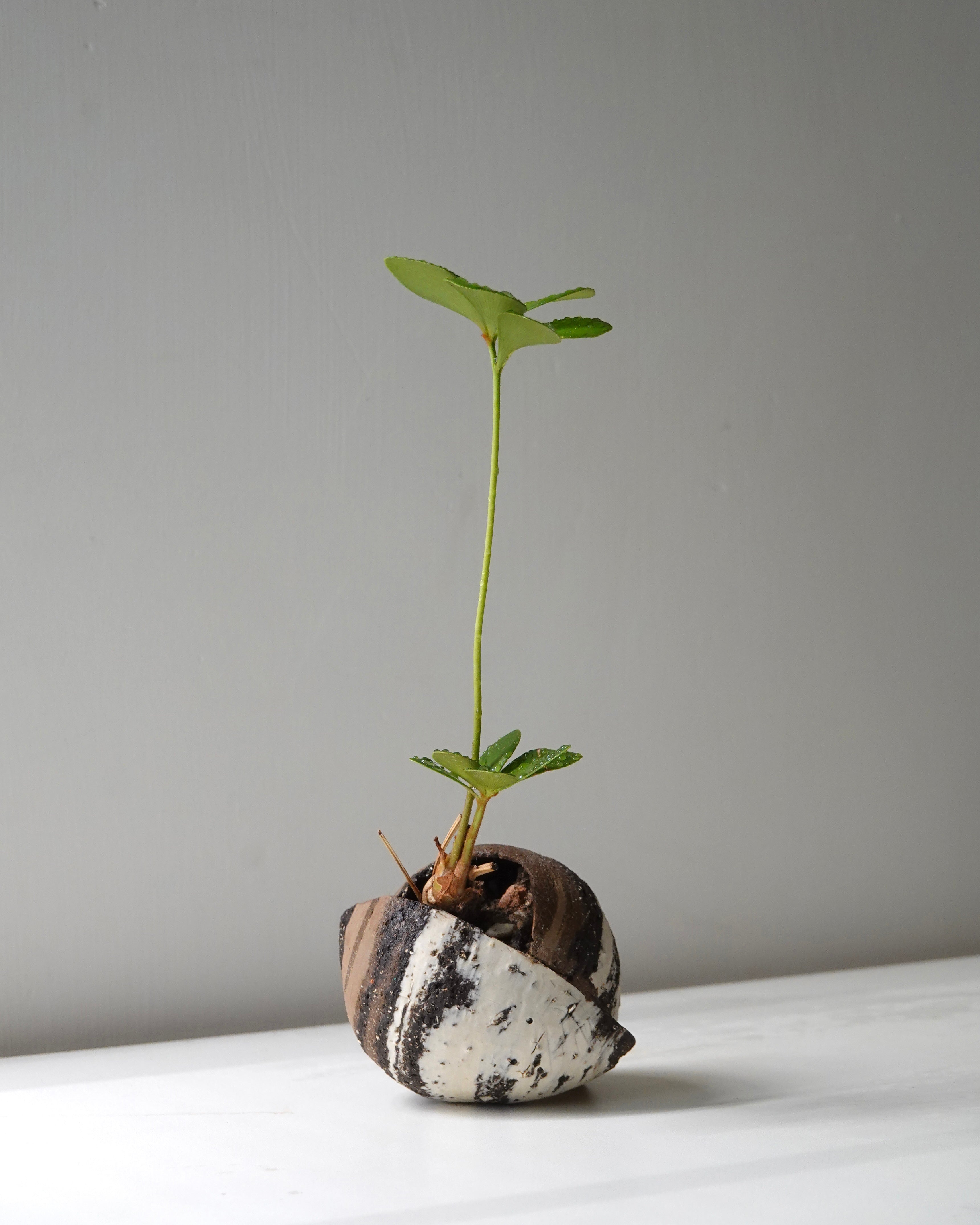 Tri-Clay Blend with Plant