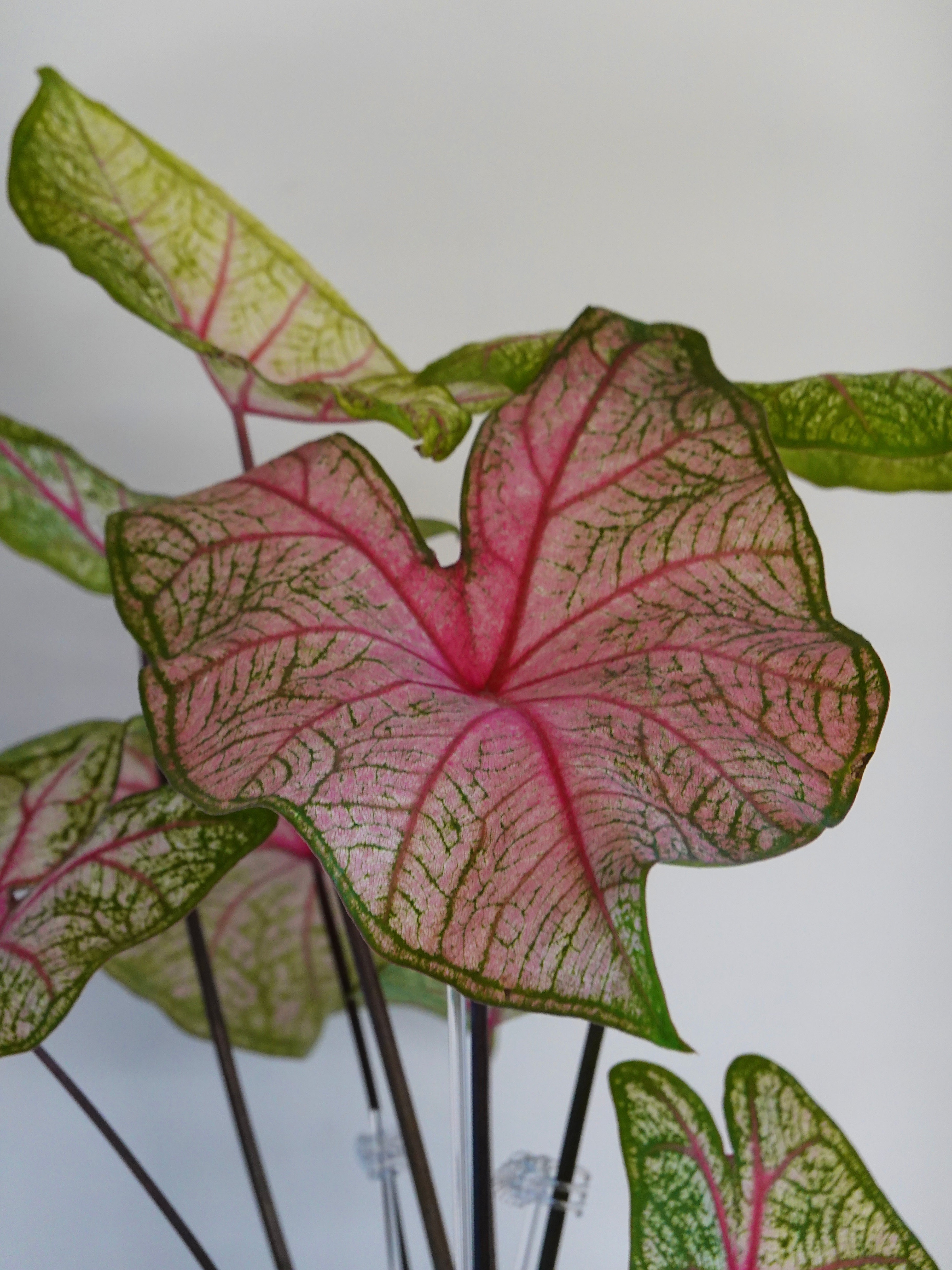 粉色飛濺彩葉芋 Caladium Bicolor Pink Splash