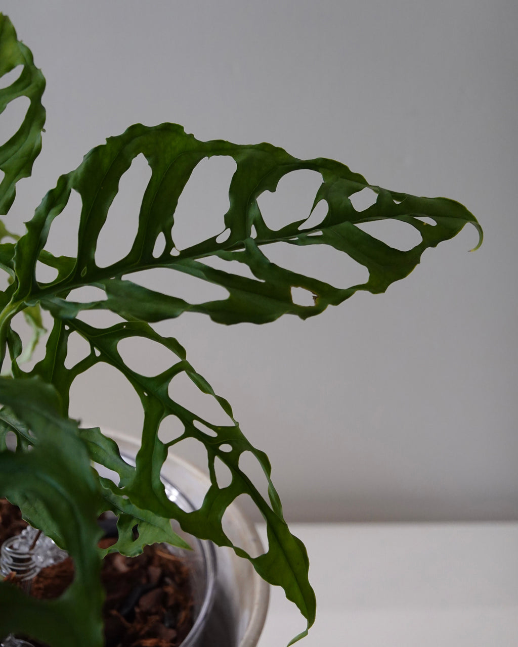 A close up image of Monstera obliqua Peru in wildhabtat plant club