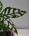A close up image of Monstera obliqua Peru in wildhabtat plant club