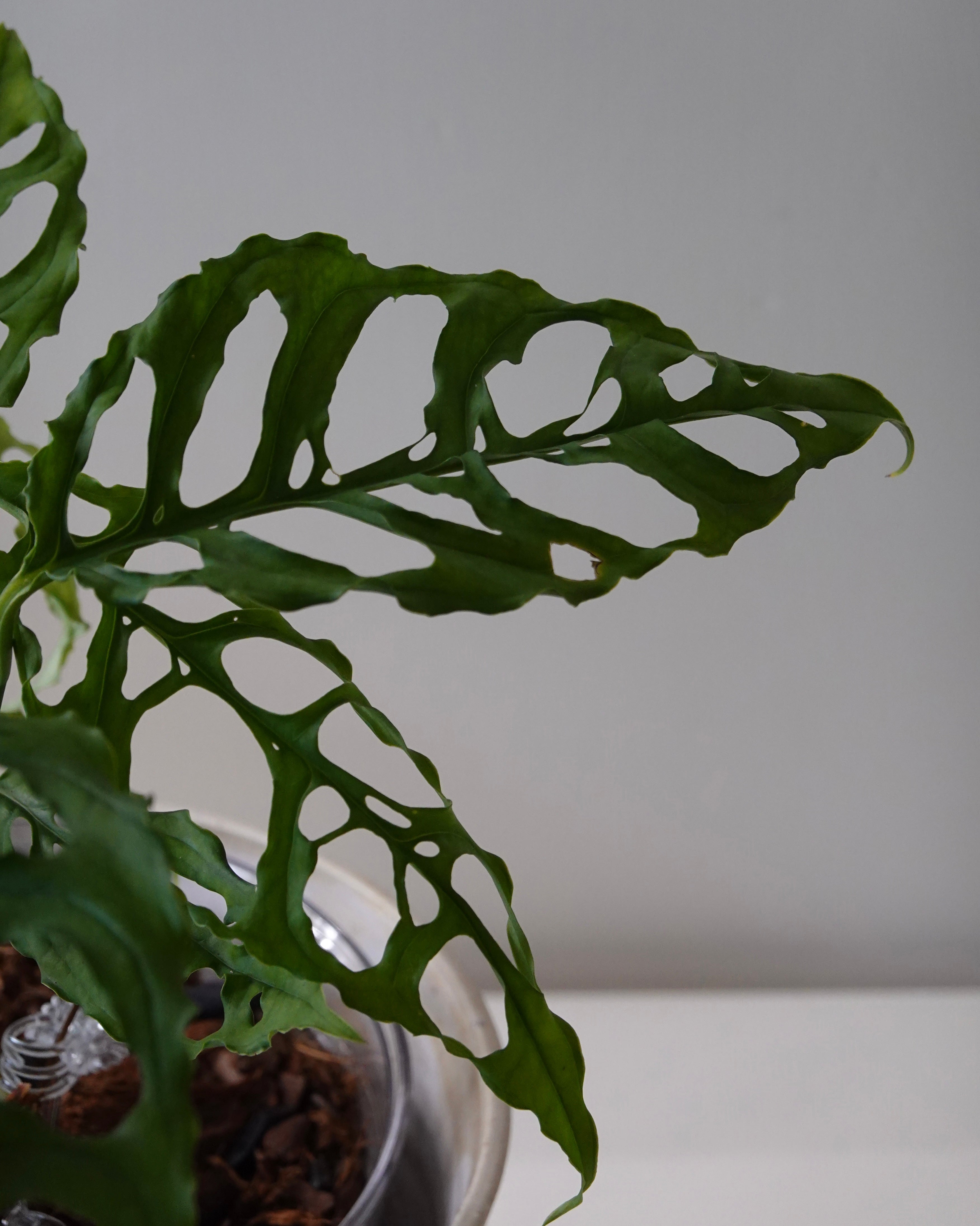 A close up image of Monstera obliqua Peru in wildhabtat plant club