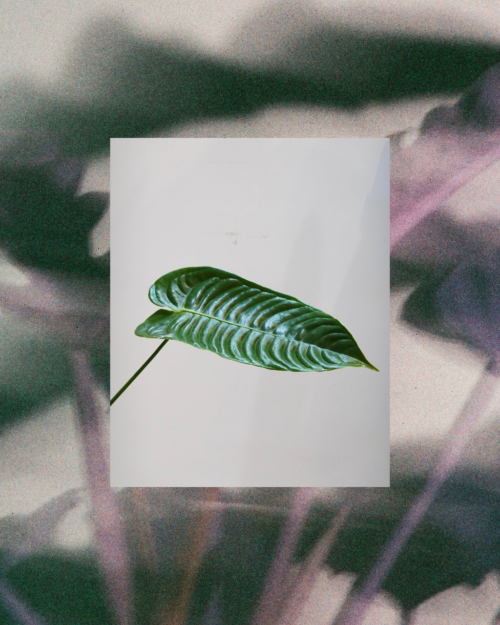 Anthurium veitchii showing at HK plant store