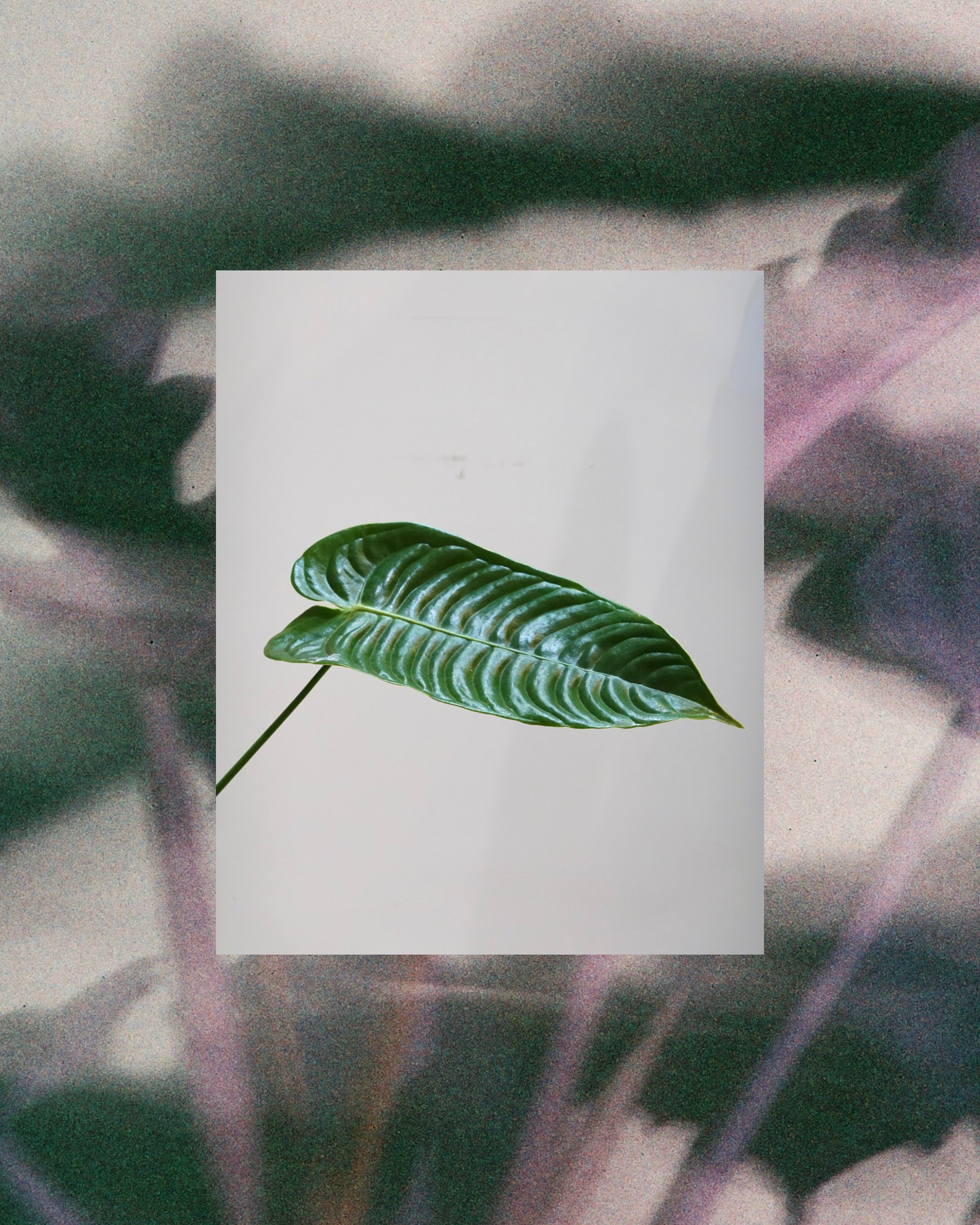 Anthurium veitchii showing at HK plant store