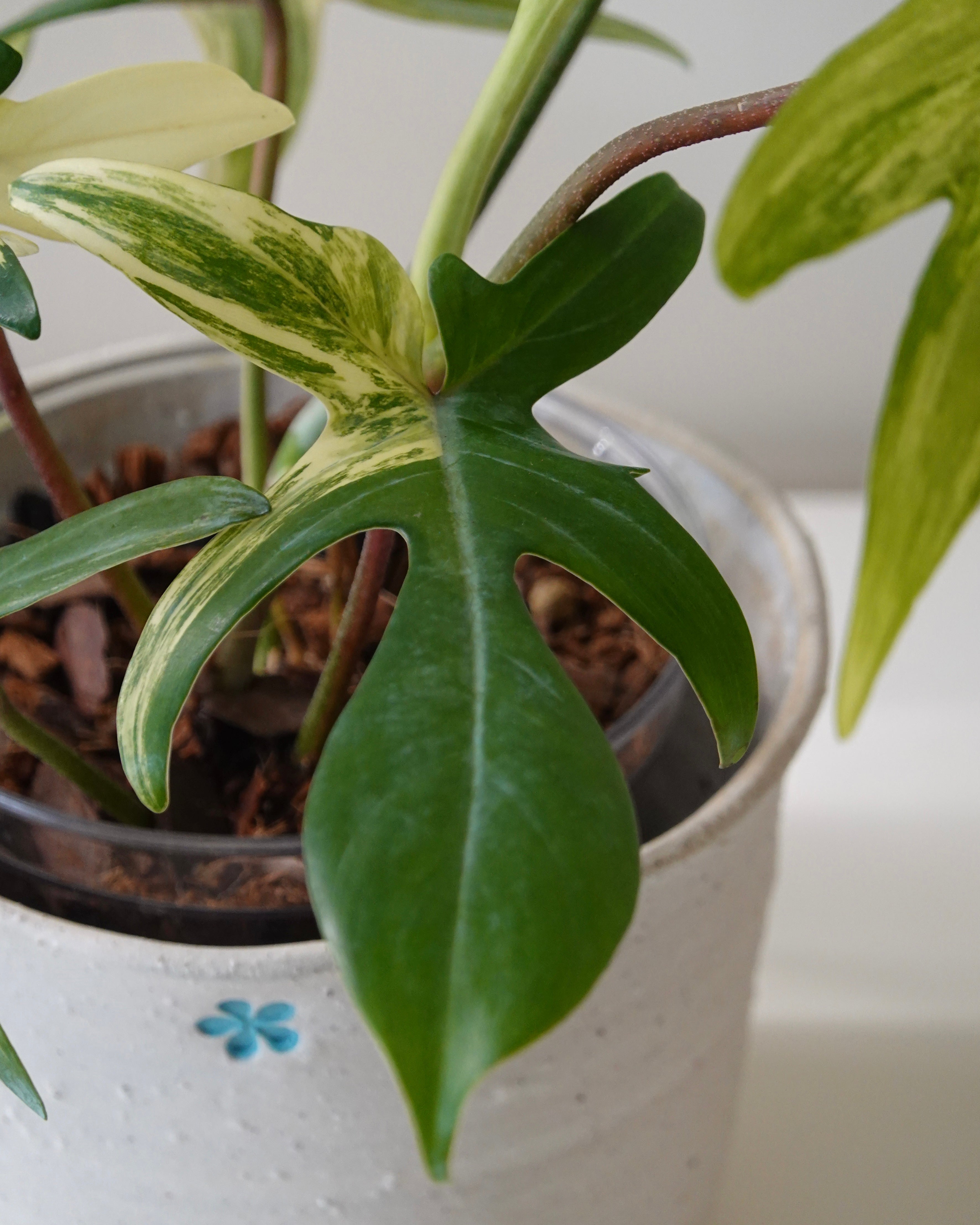 A close up image of Philodendron Florida Beauty in Hong Kong plant shop