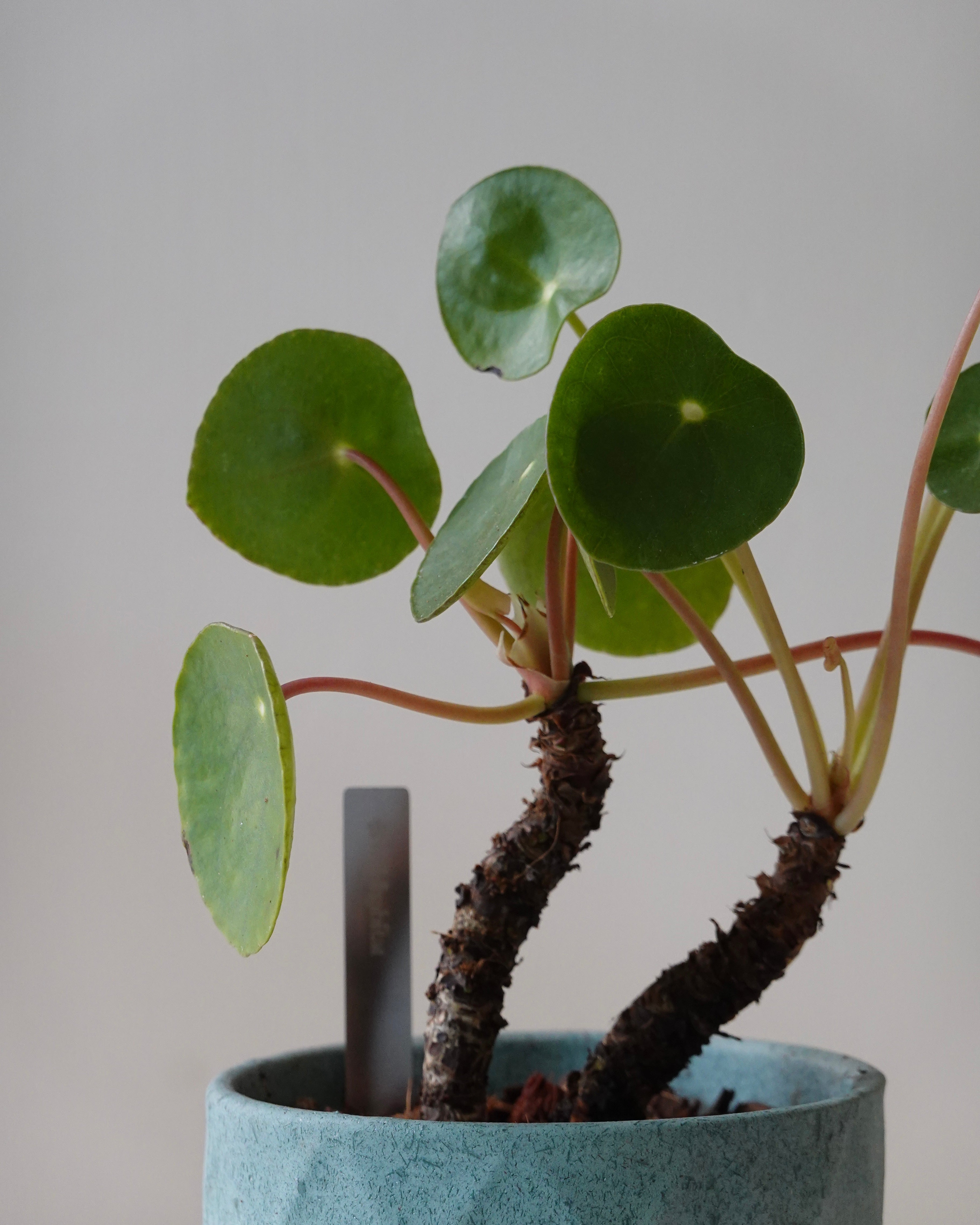 chinese money plant 中文 Pilea Peperomioides Chinese Money Plant