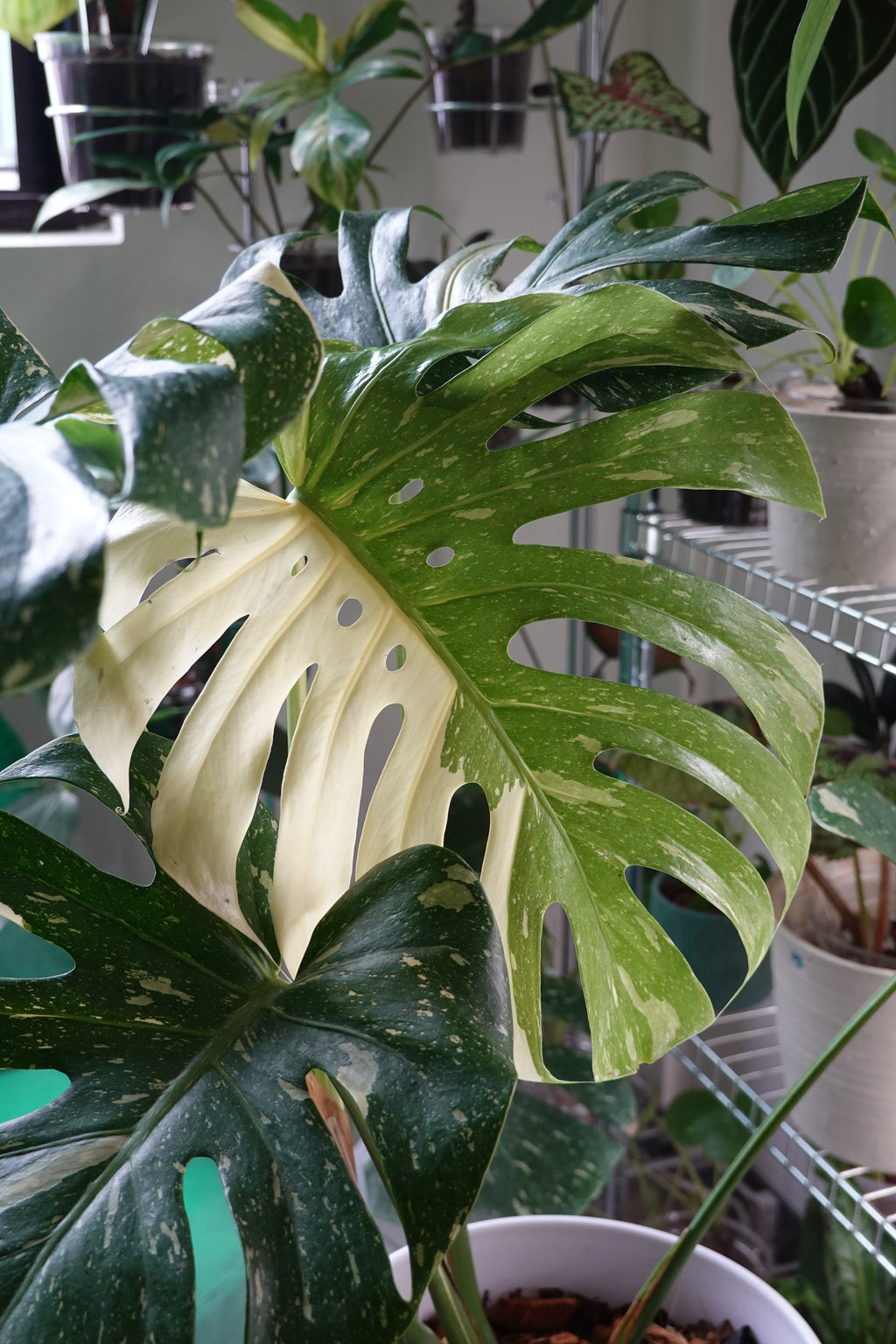 A close up image of Monstera in Hong Kong plant shop