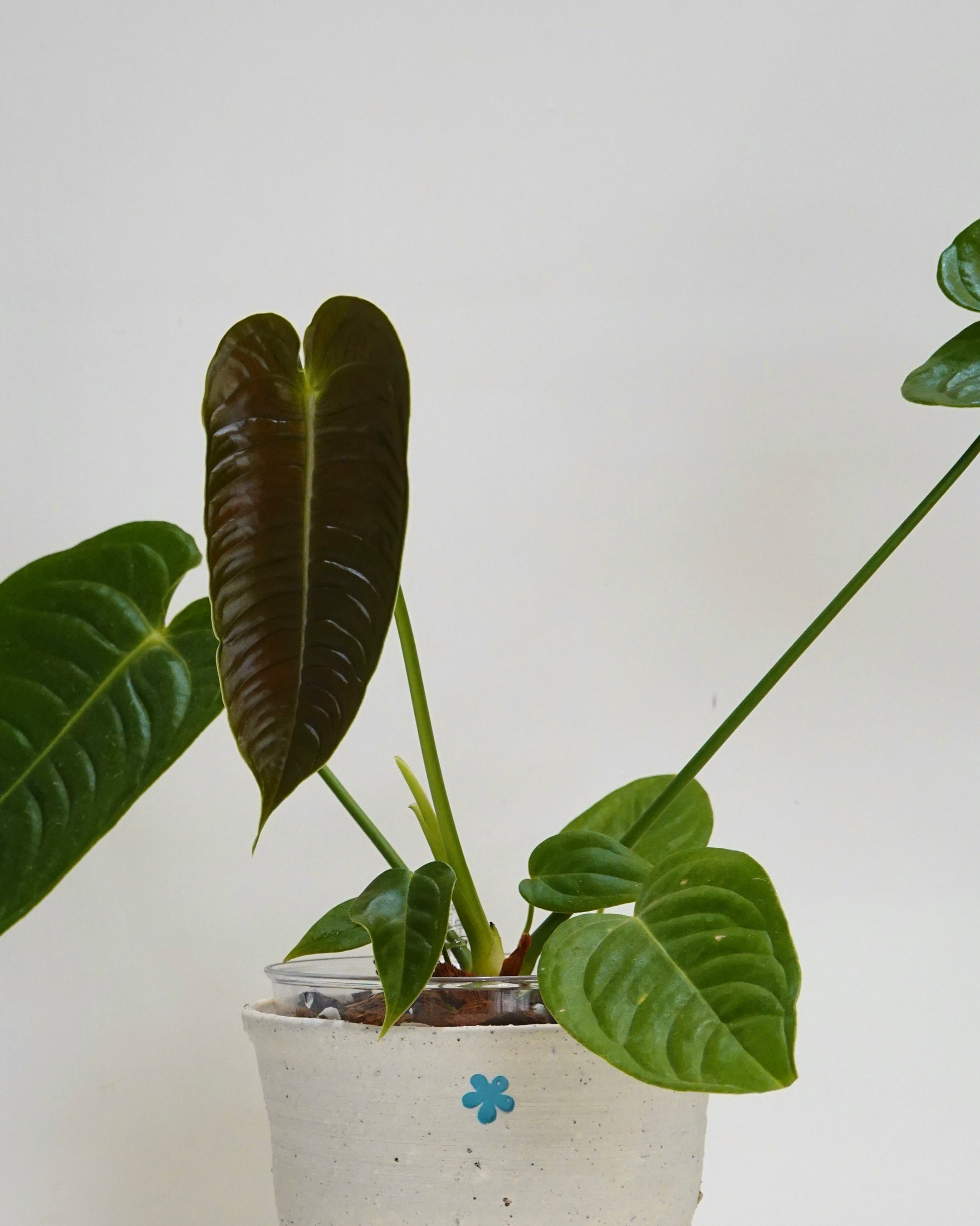 Anthurium veitchii in Hong Kong plant shop