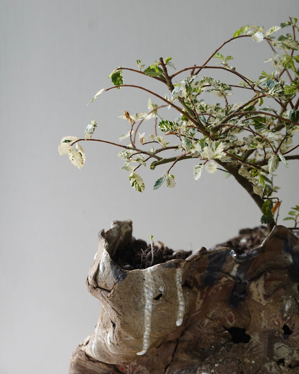 南蠻土 / 粗沙黑泥 / 白瓷 - Nanban / Coarse Black / White Porcelain