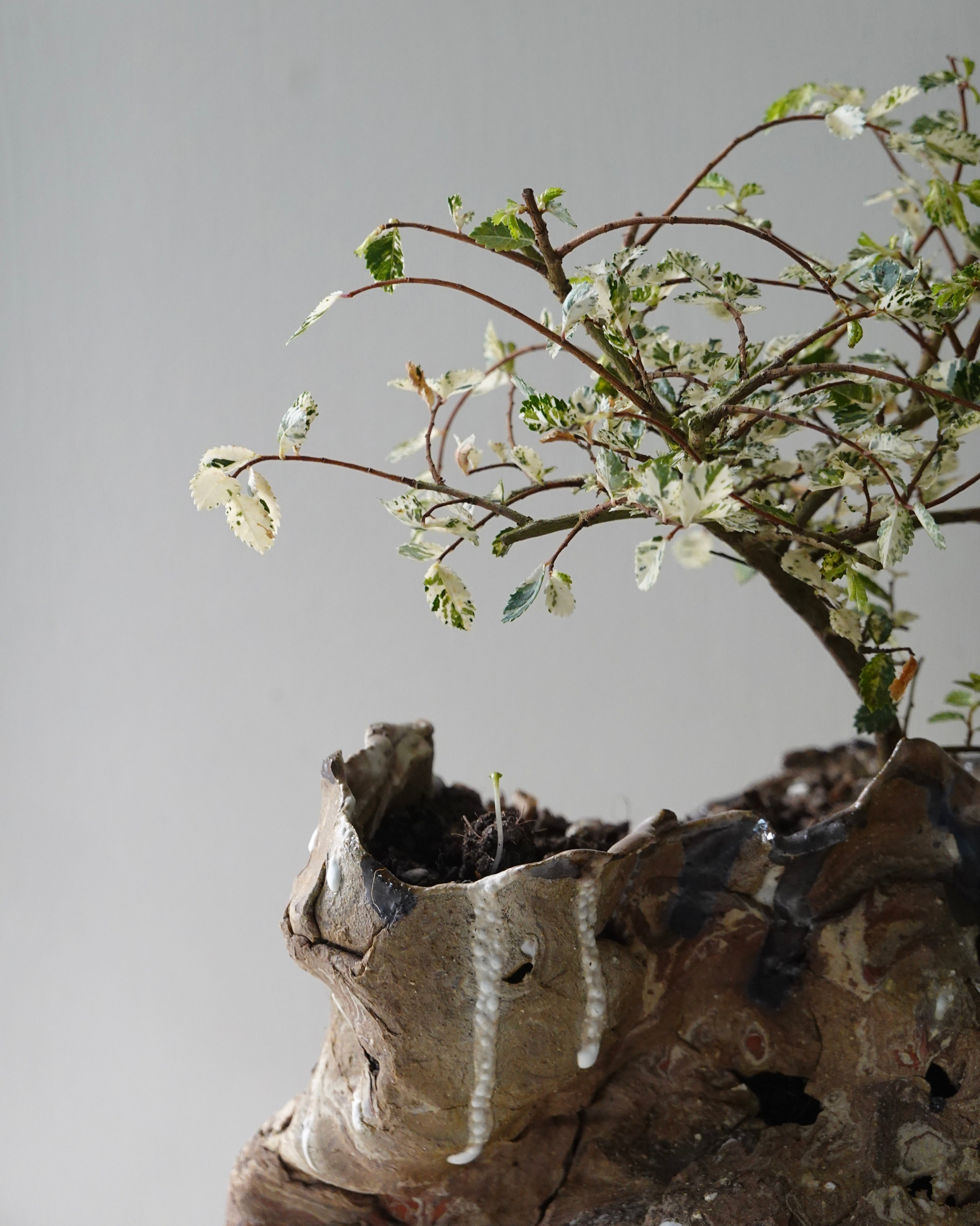 南蠻土 / 粗沙黑泥 / 白瓷 - Nanban / Coarse Black / White Porcelain