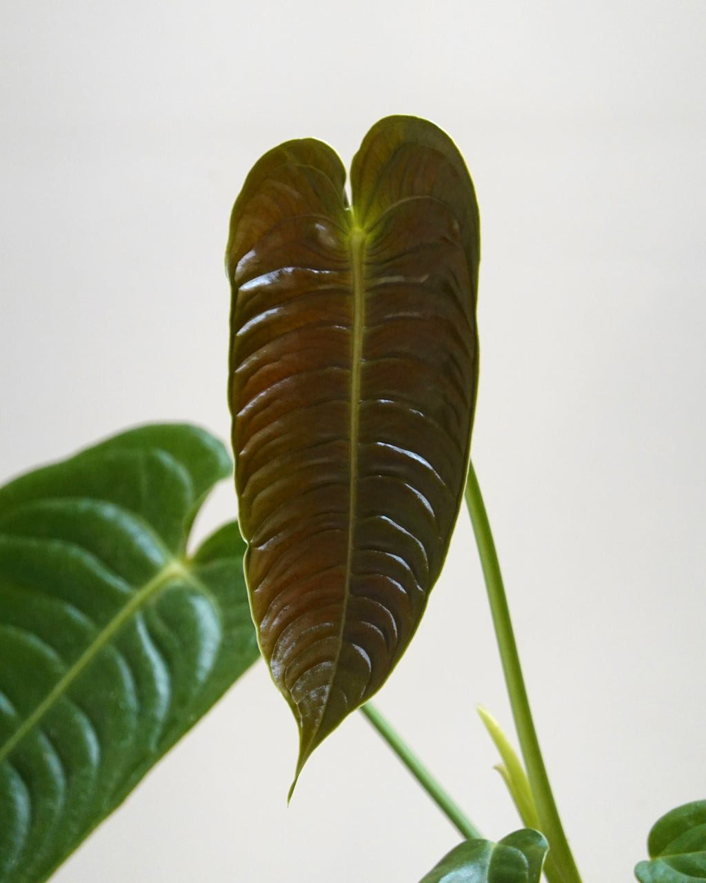 Anthurium veitchii close up image