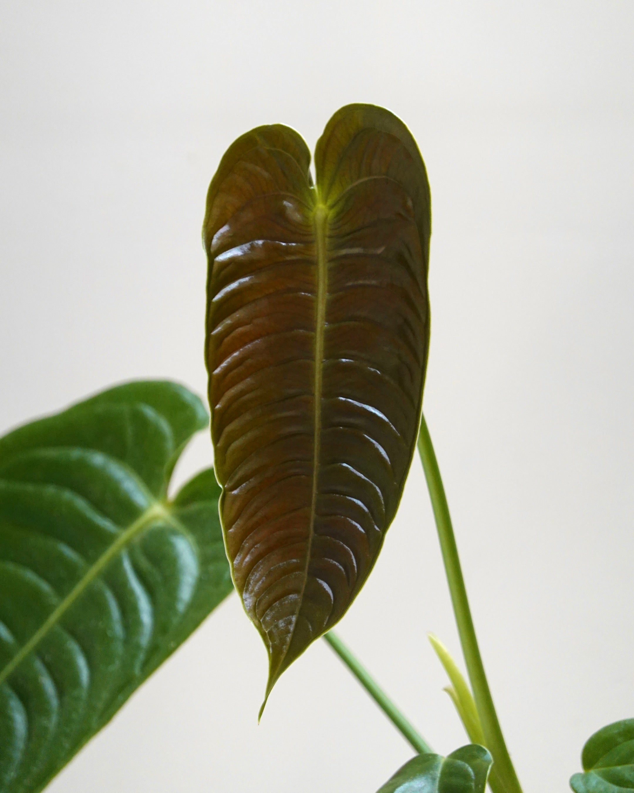 Anthurium veitchii close up image