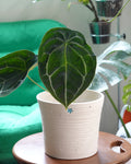 盾葉花燭 Anthurium Forgetii