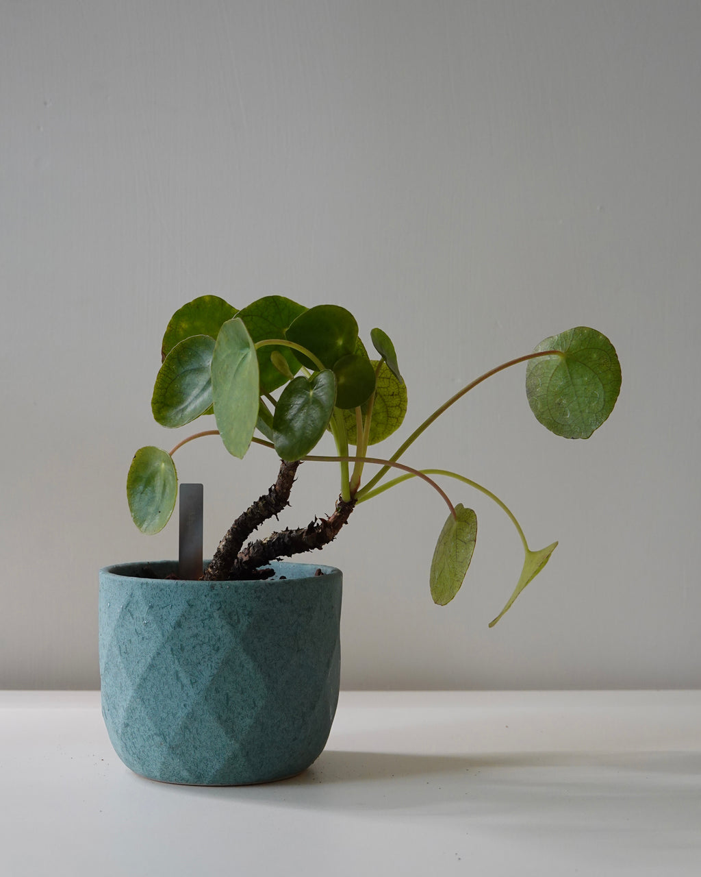 A Pilea Peperomioides growing in Hong Kong