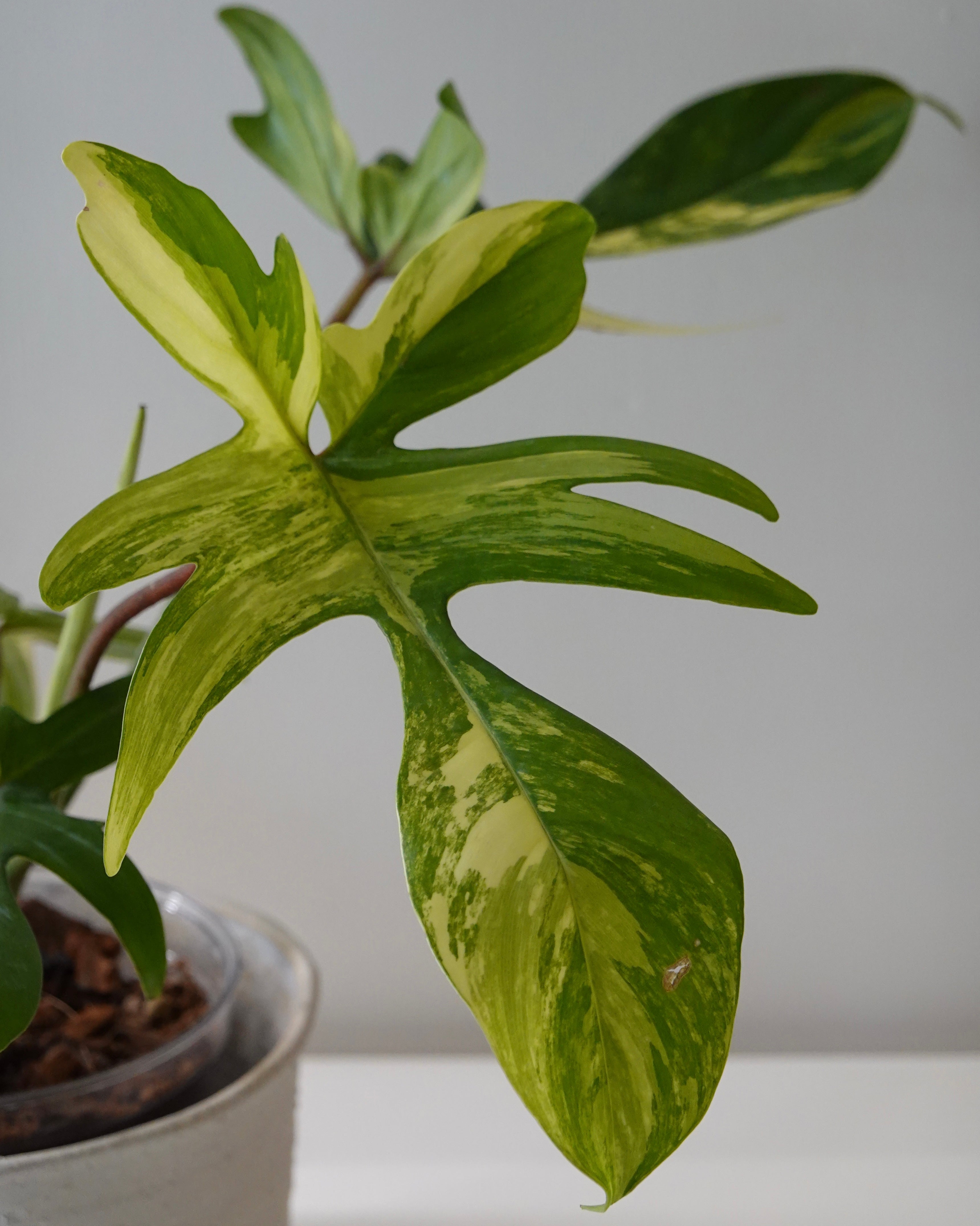A close up image of Philodendron Florida Beauty in wildhabitat plant club