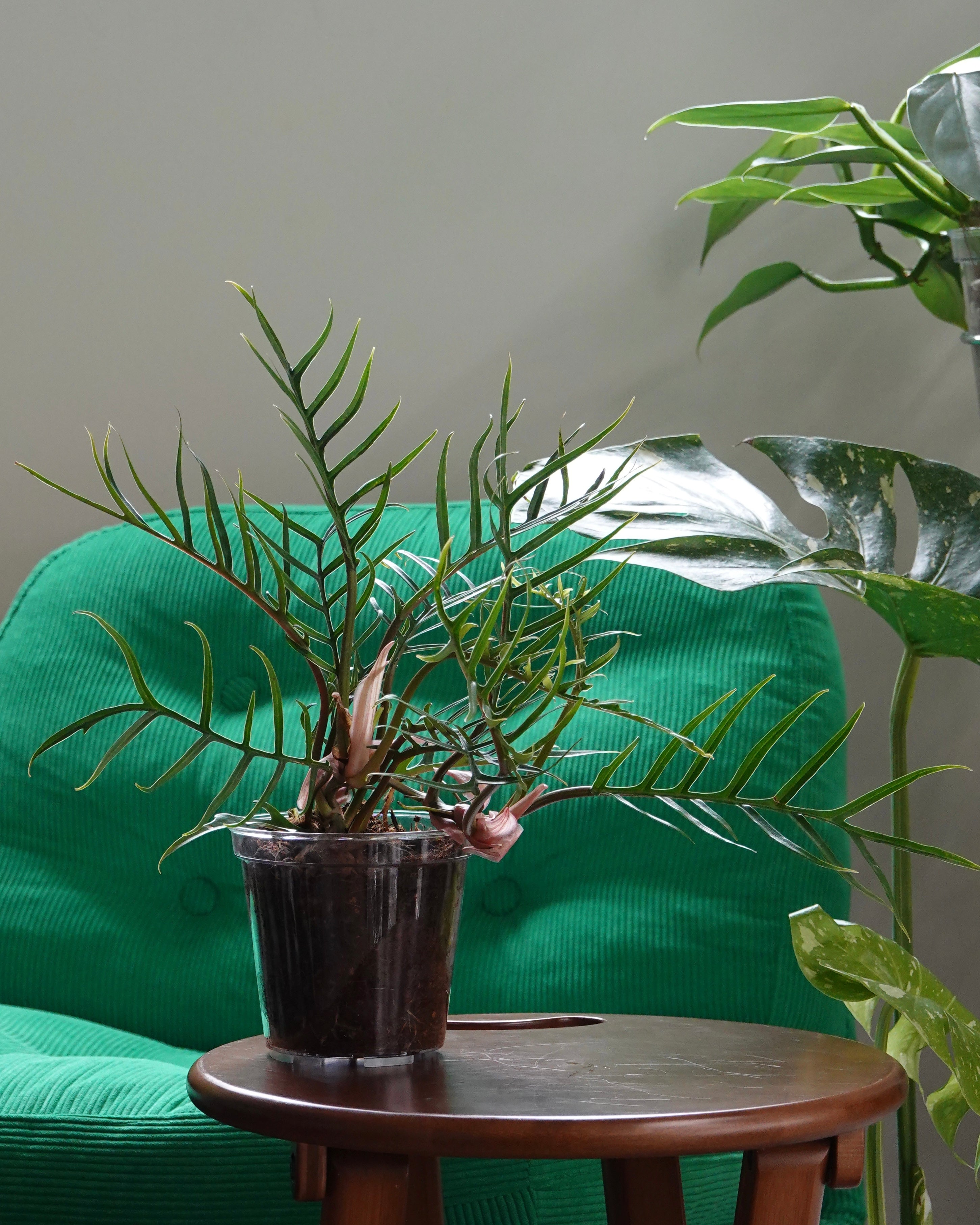 魚骨蔓綠絨 Philodendron Tortum