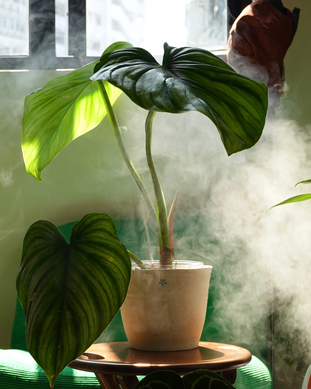 Philodendron Plowmanii with silver watermelon-like patterns