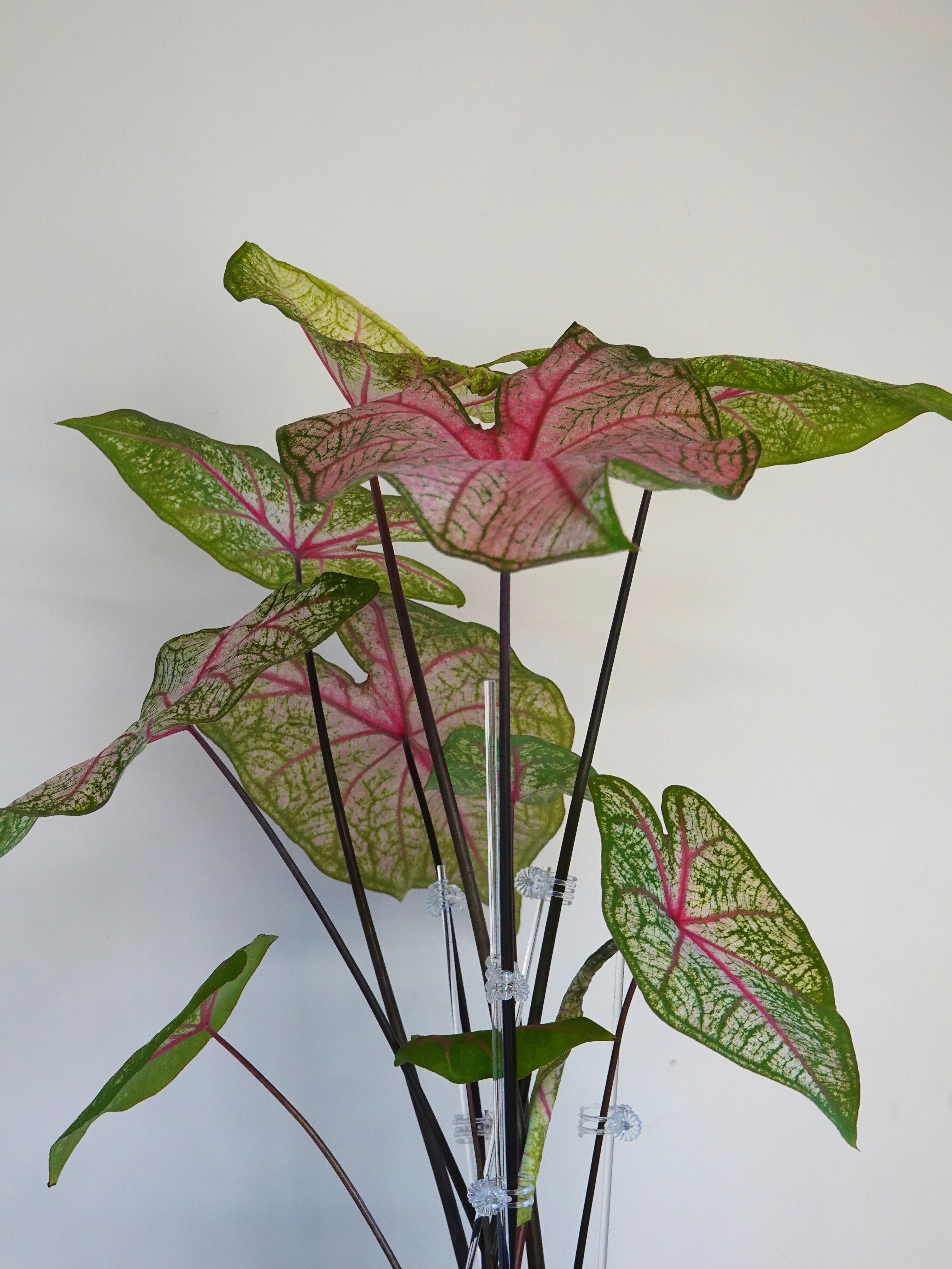 粉色飛濺彩葉芋 Caladium Bicolor Pink Splash