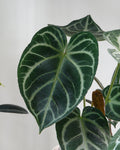 水晶花燭 Anthurium Crystallinum