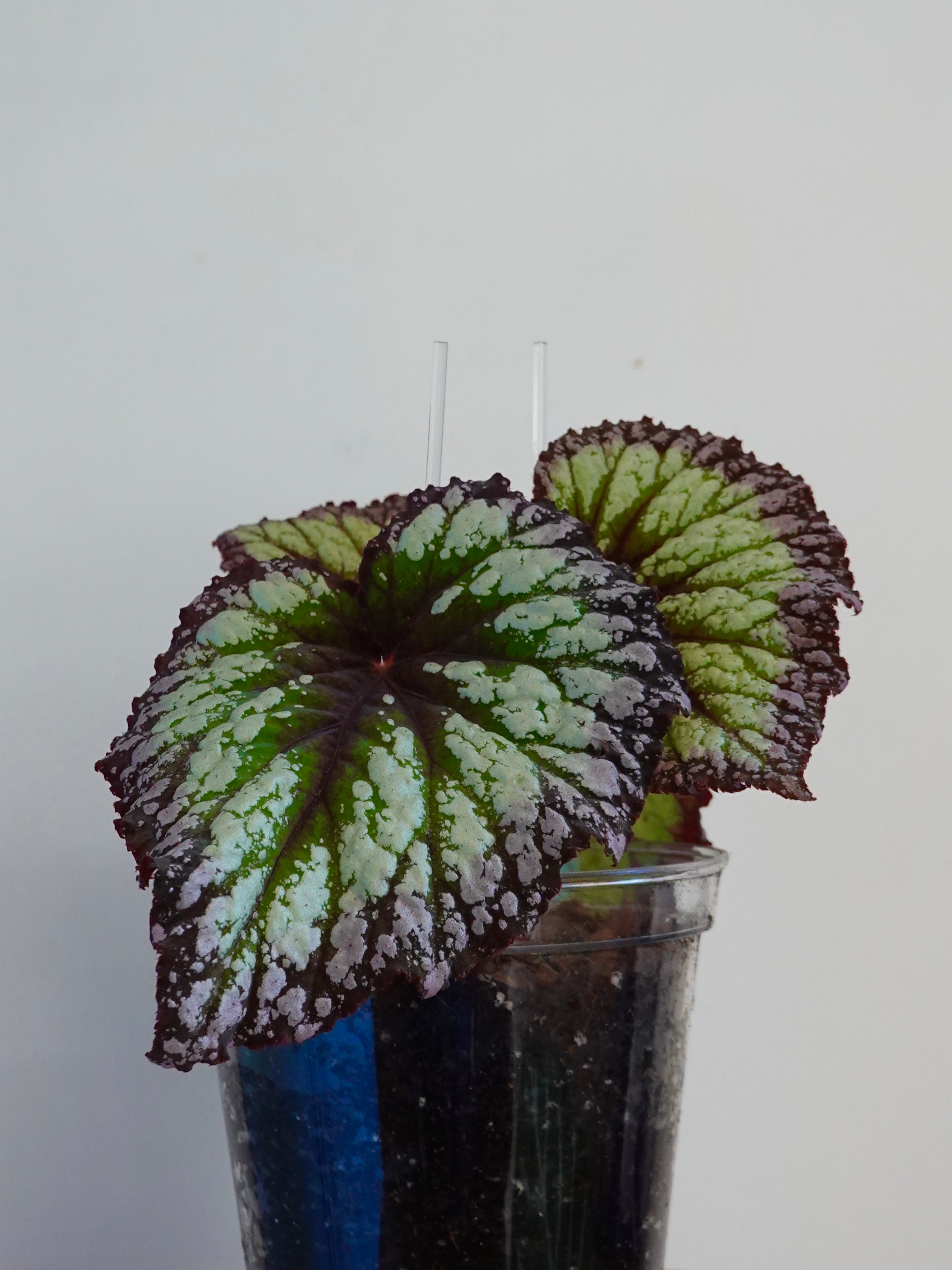 白月光秋海棠 Begonia DS Moonlight