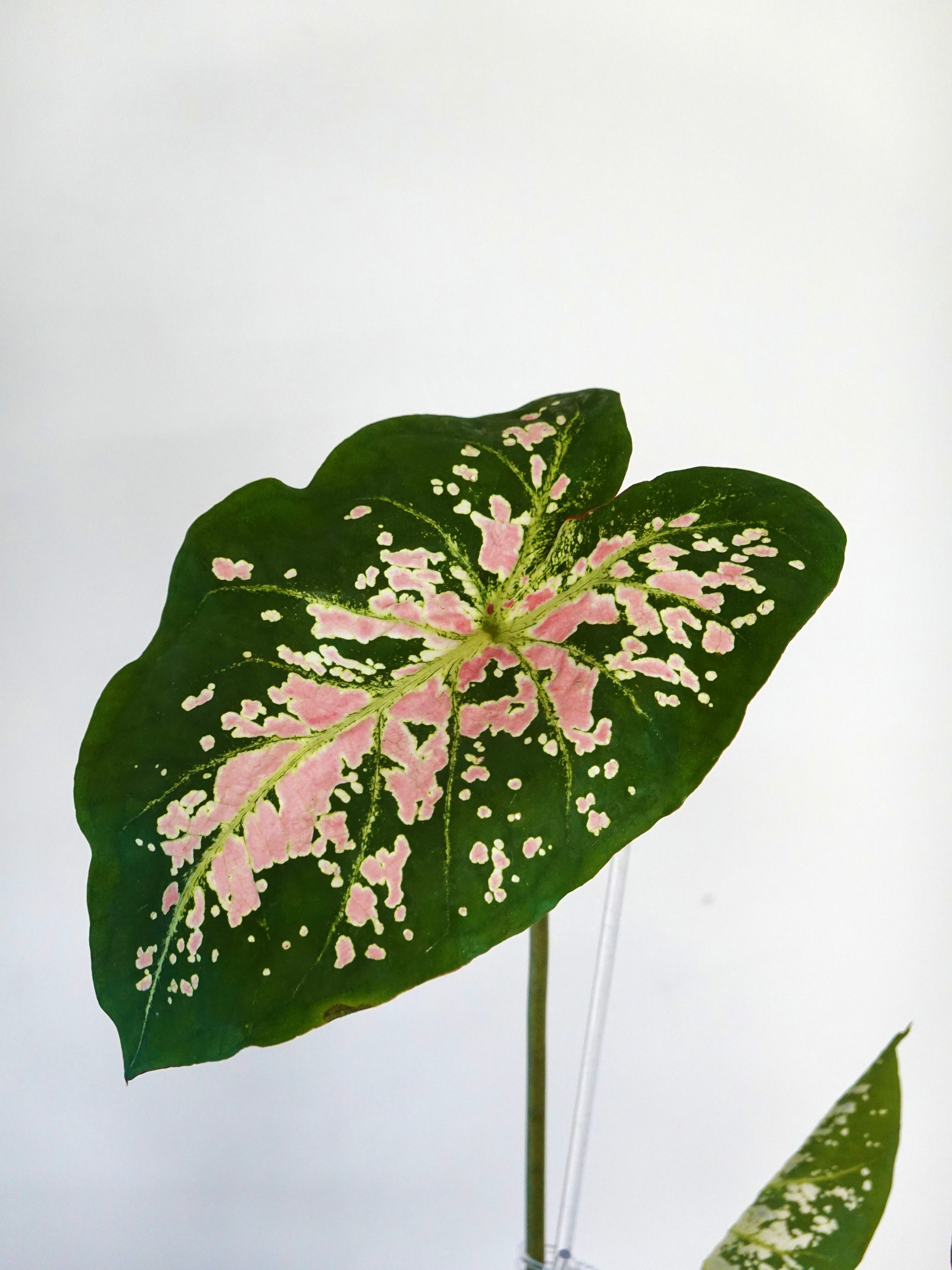 芭蕾舞鞋彩葉芋 Caladium Bicolor Ballet Slippers
