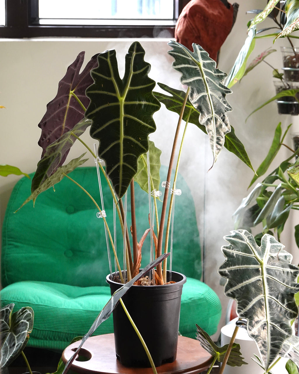 Alocasia Polly leaf detail showing white veins