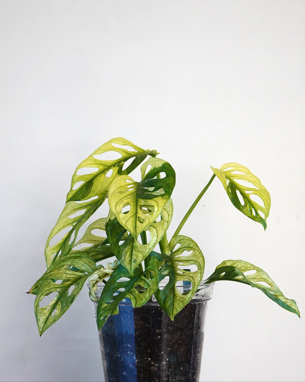 Monstera Adansonii Variegata with white and green leaves