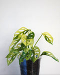 Monstera Adansonii Variegata with white and green leaves