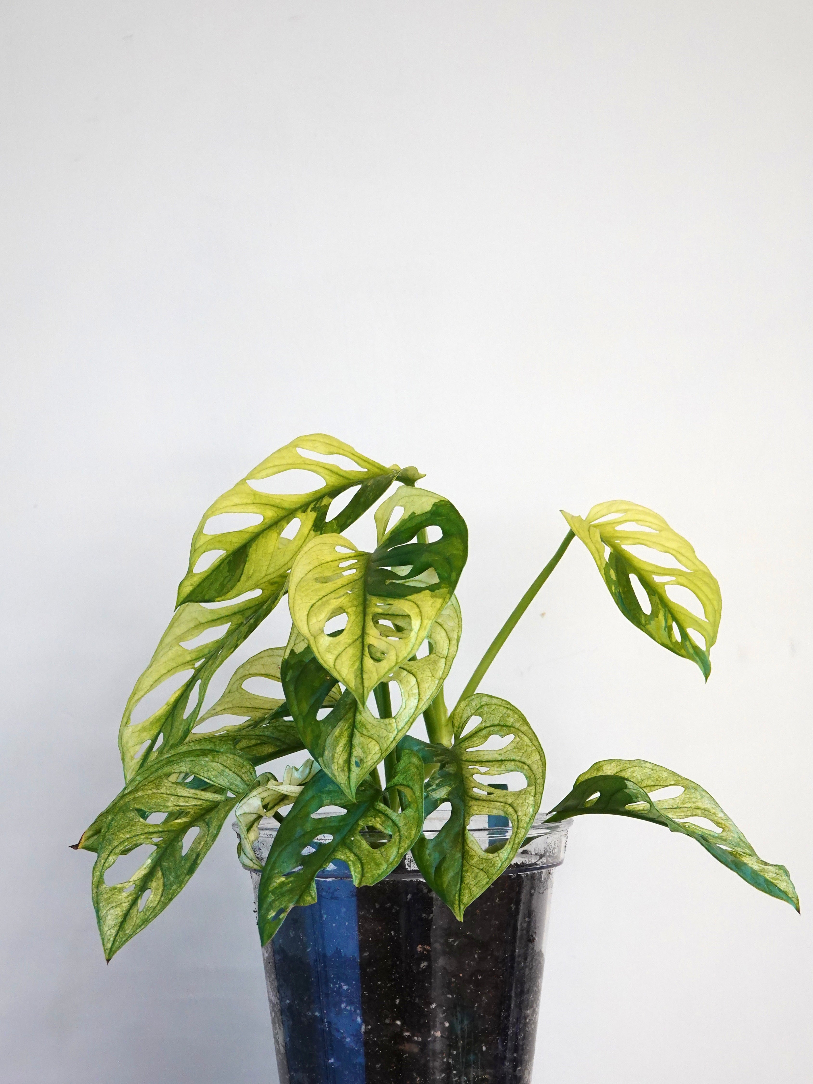 斑葉仙洞龜背竹 Monstera Adansonii albo Variegata