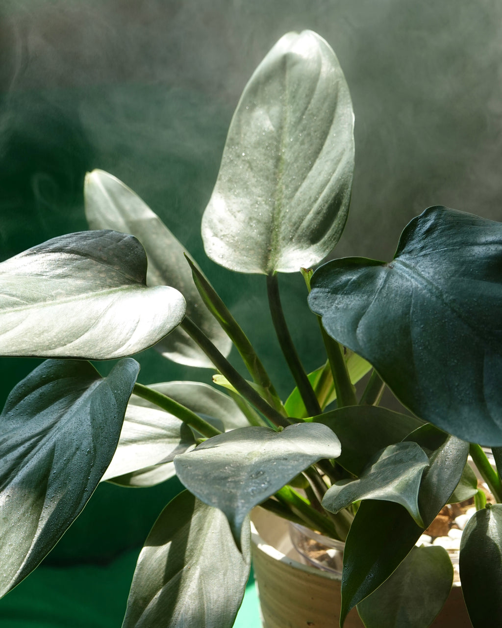 Philodendron Hastatum full climbing plant