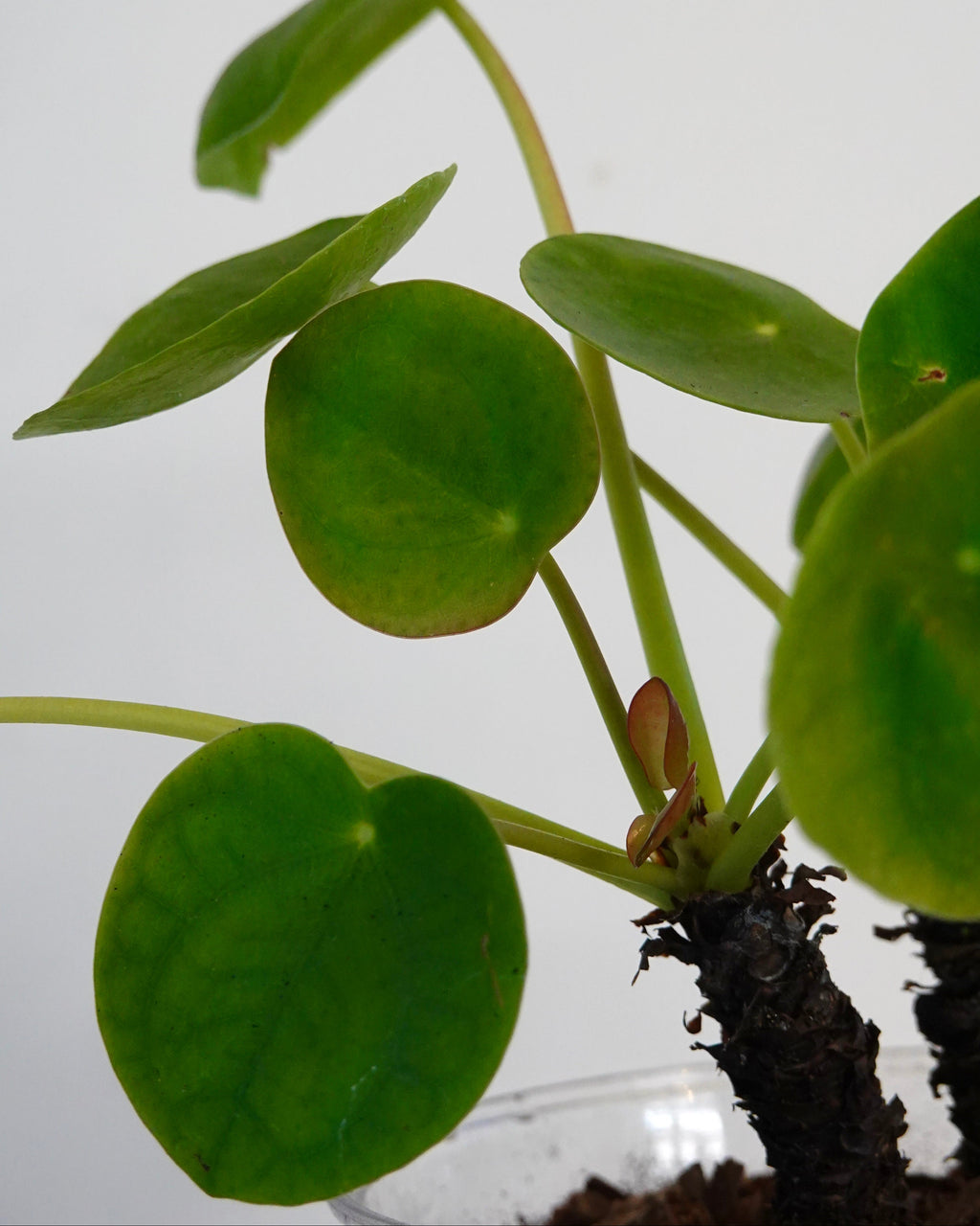 Pilea Peperomioides coin-shaped foliage detail