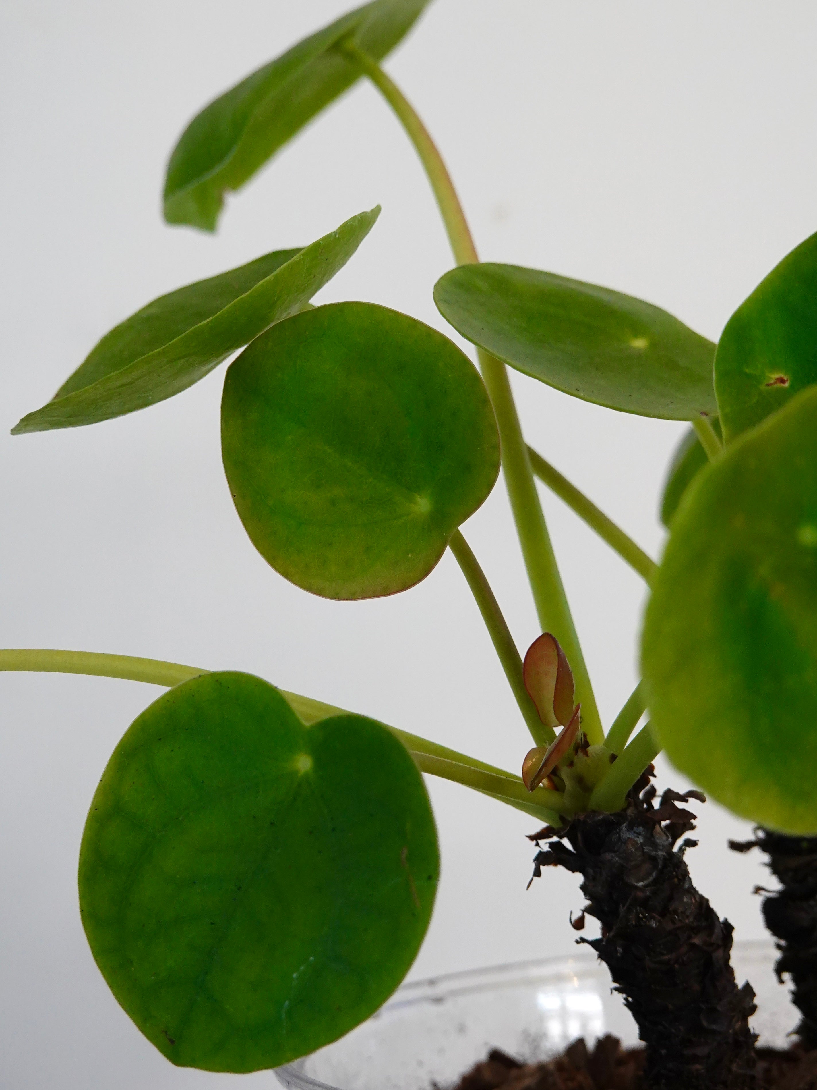 鏡面草 Pilea Peperomioides